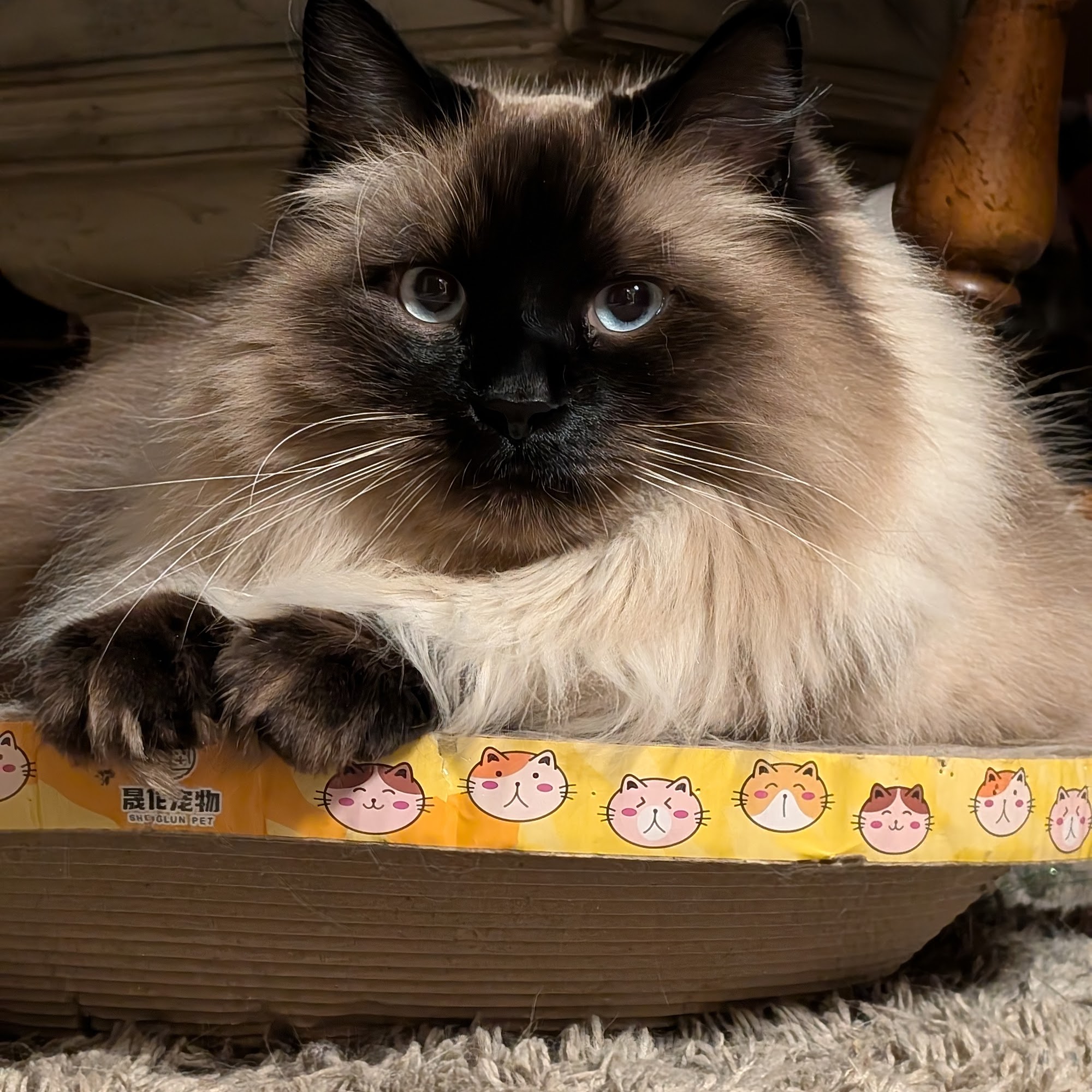 Decatur Animal Care PC Decatur