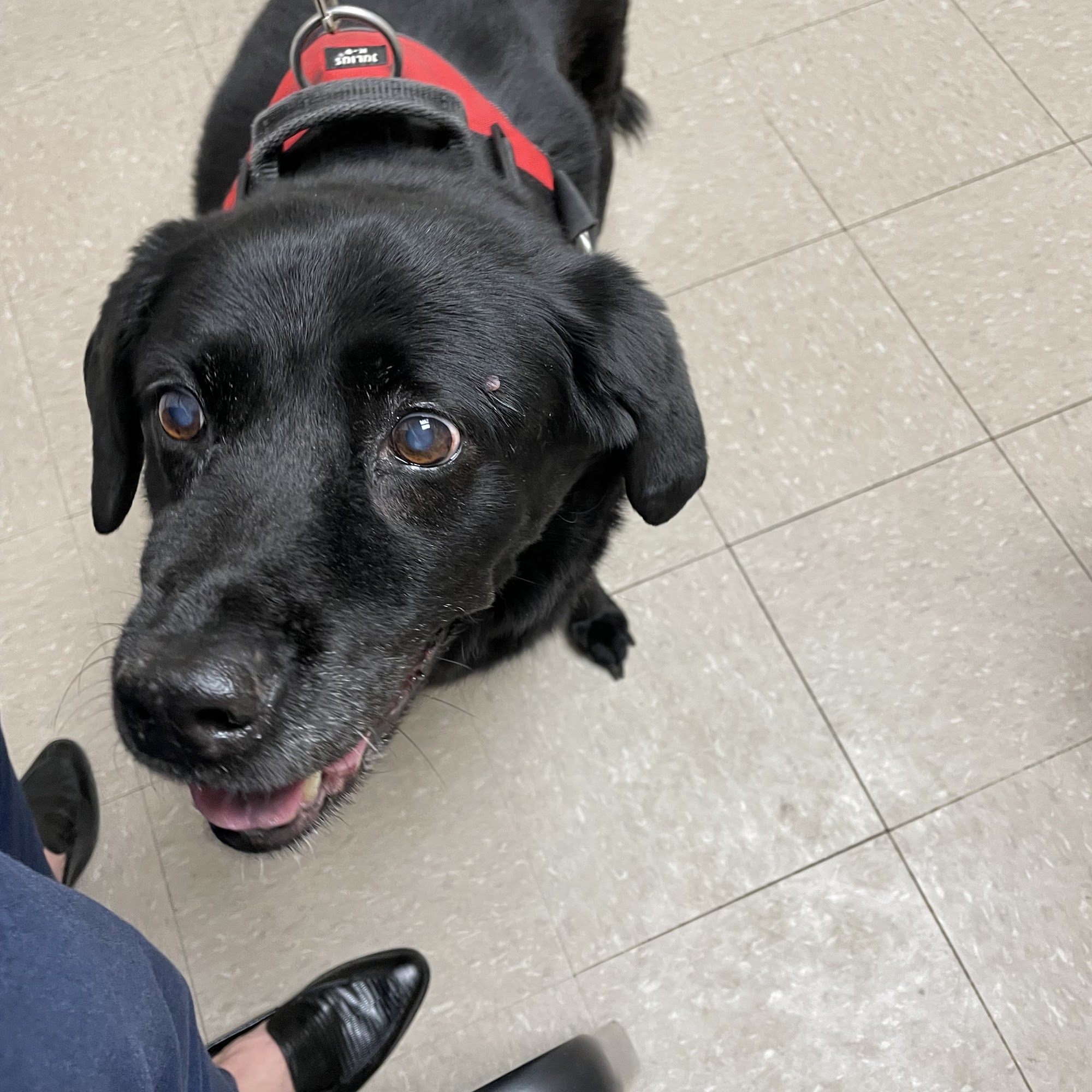 Care Animal Center Dothan