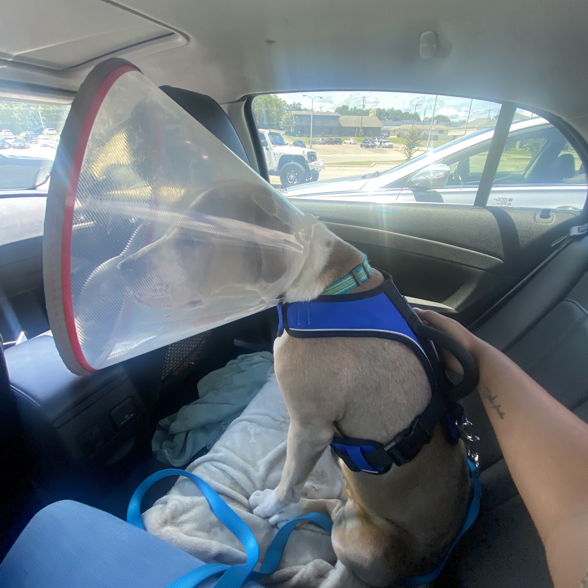 Mission of Mercy Vet Clinic Dothan