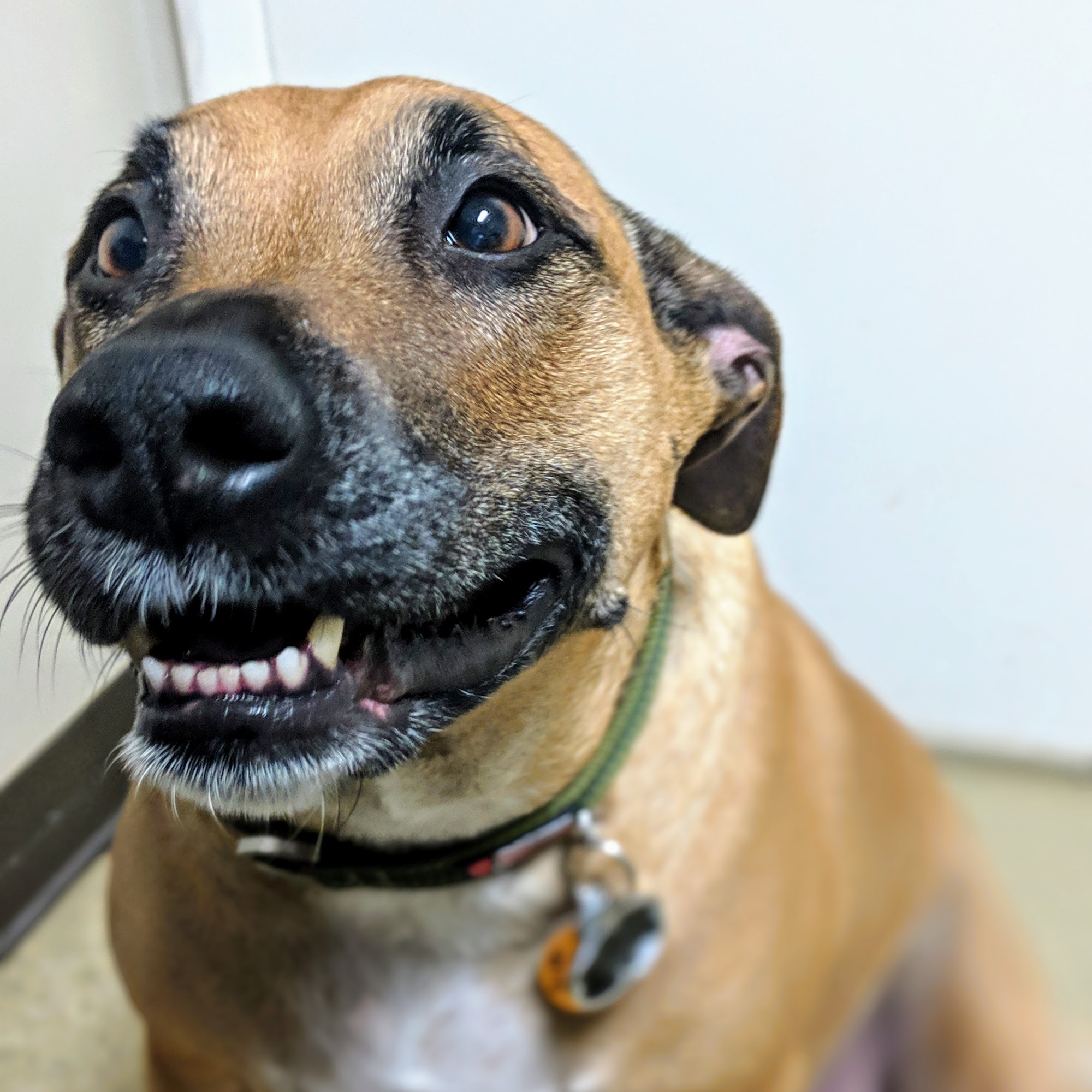 Southeast AL. Veterinary Hospital Dothan