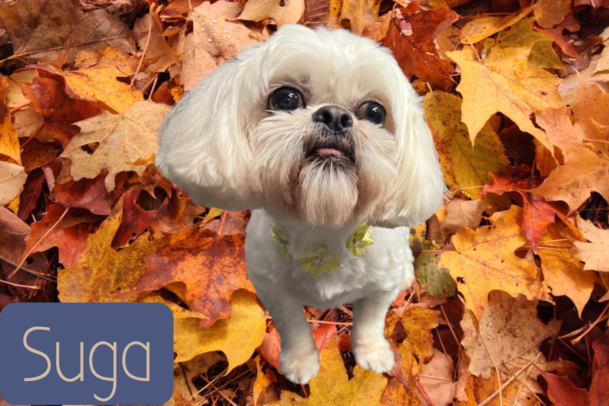 Bobbi's Barks and Bubbles Dothan