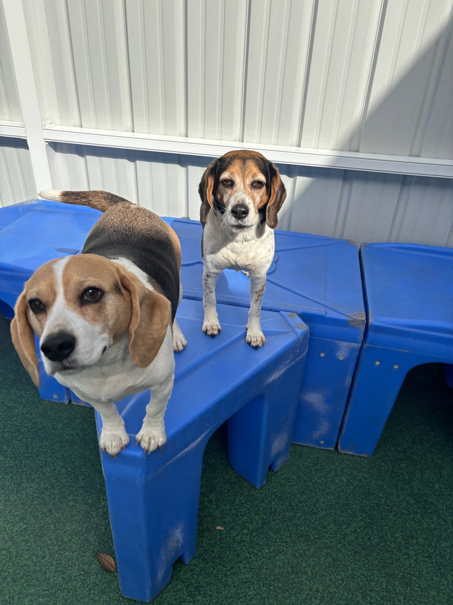 Wags and Whiskers of the Wiregrass Dothan