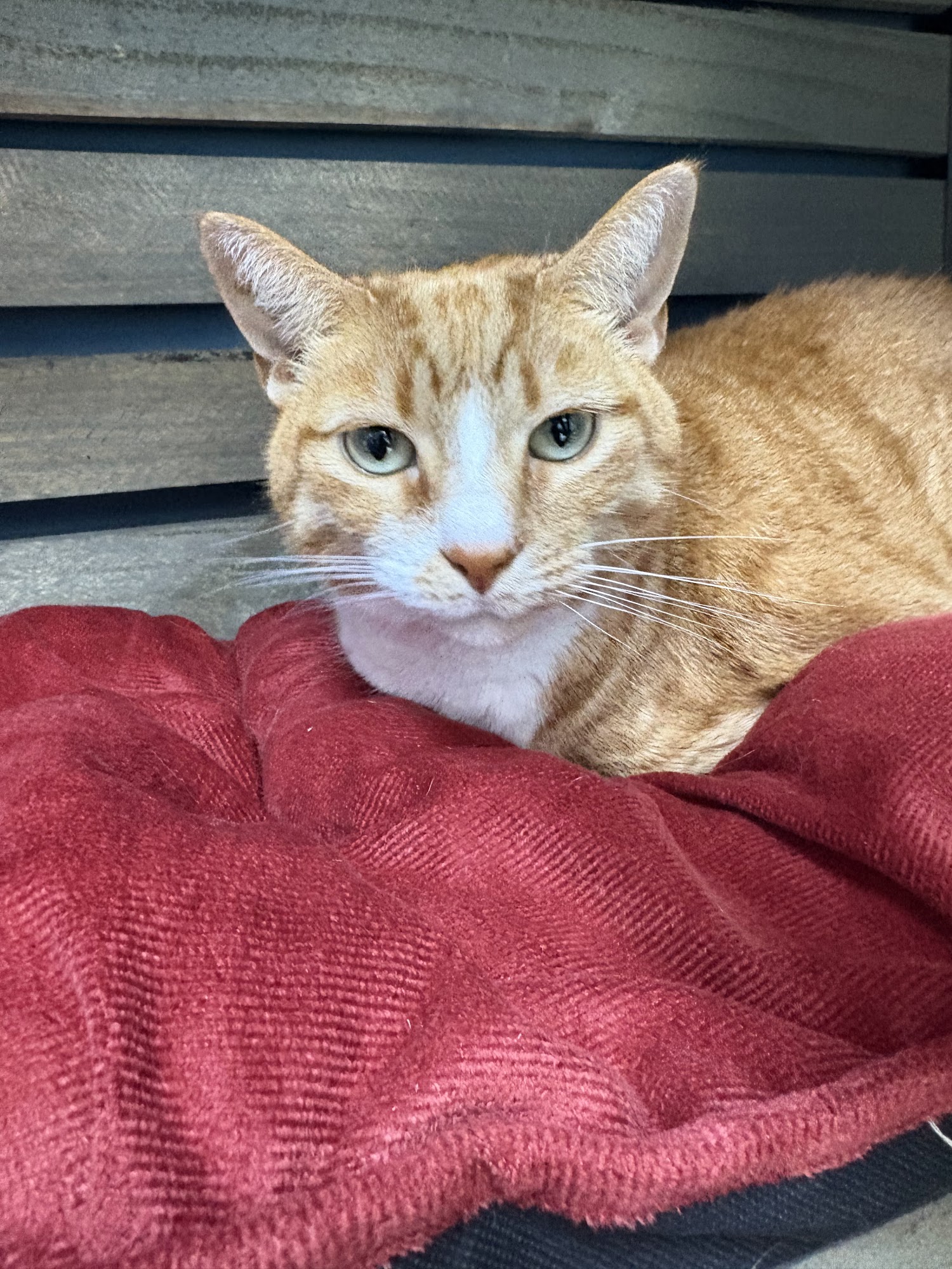 Wags and Whiskers of the Wiregrass Dothan