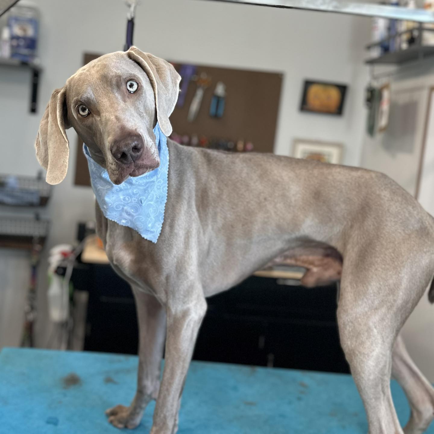 Unleashed Pet Spa Dothan