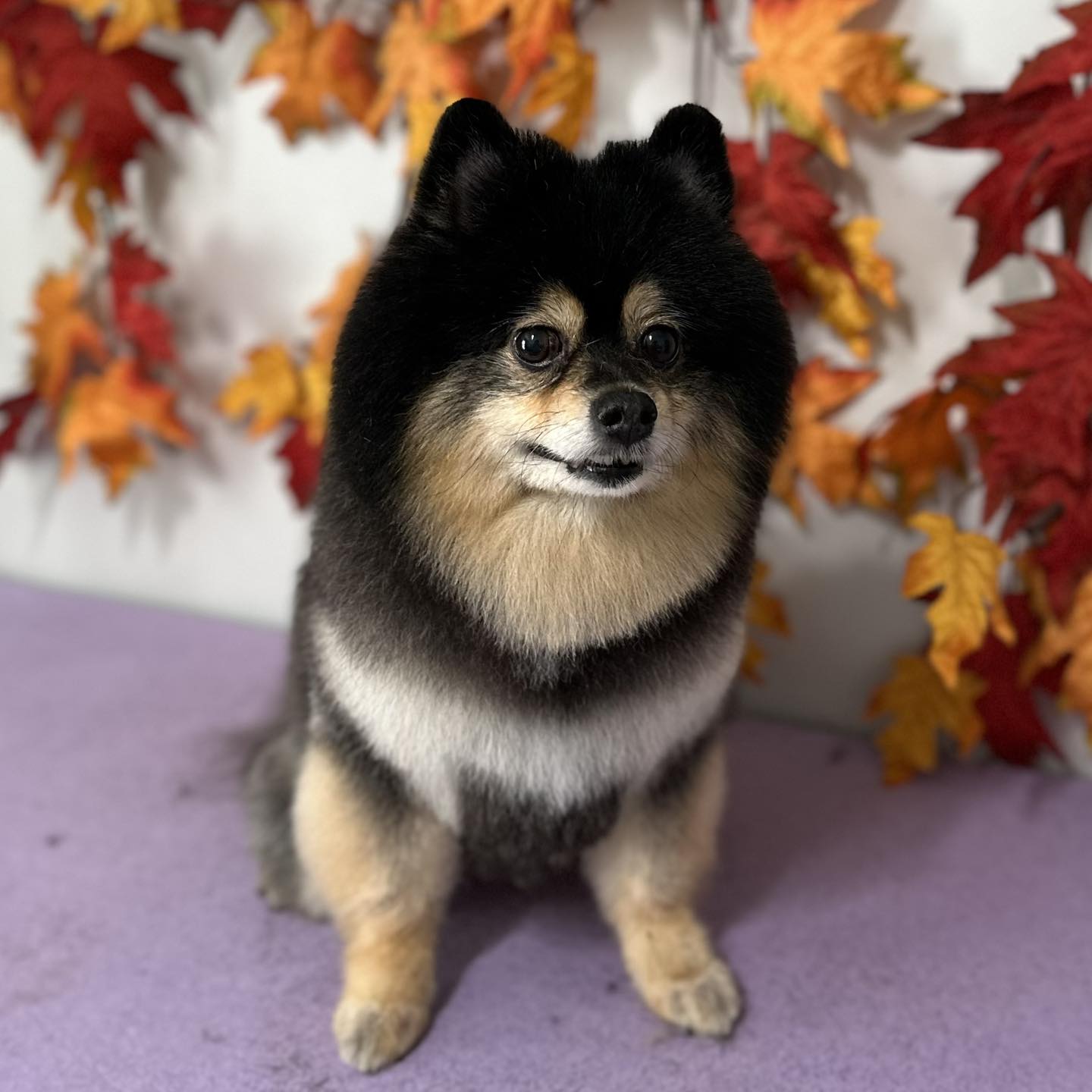 Unleashed Pet Spa Dothan