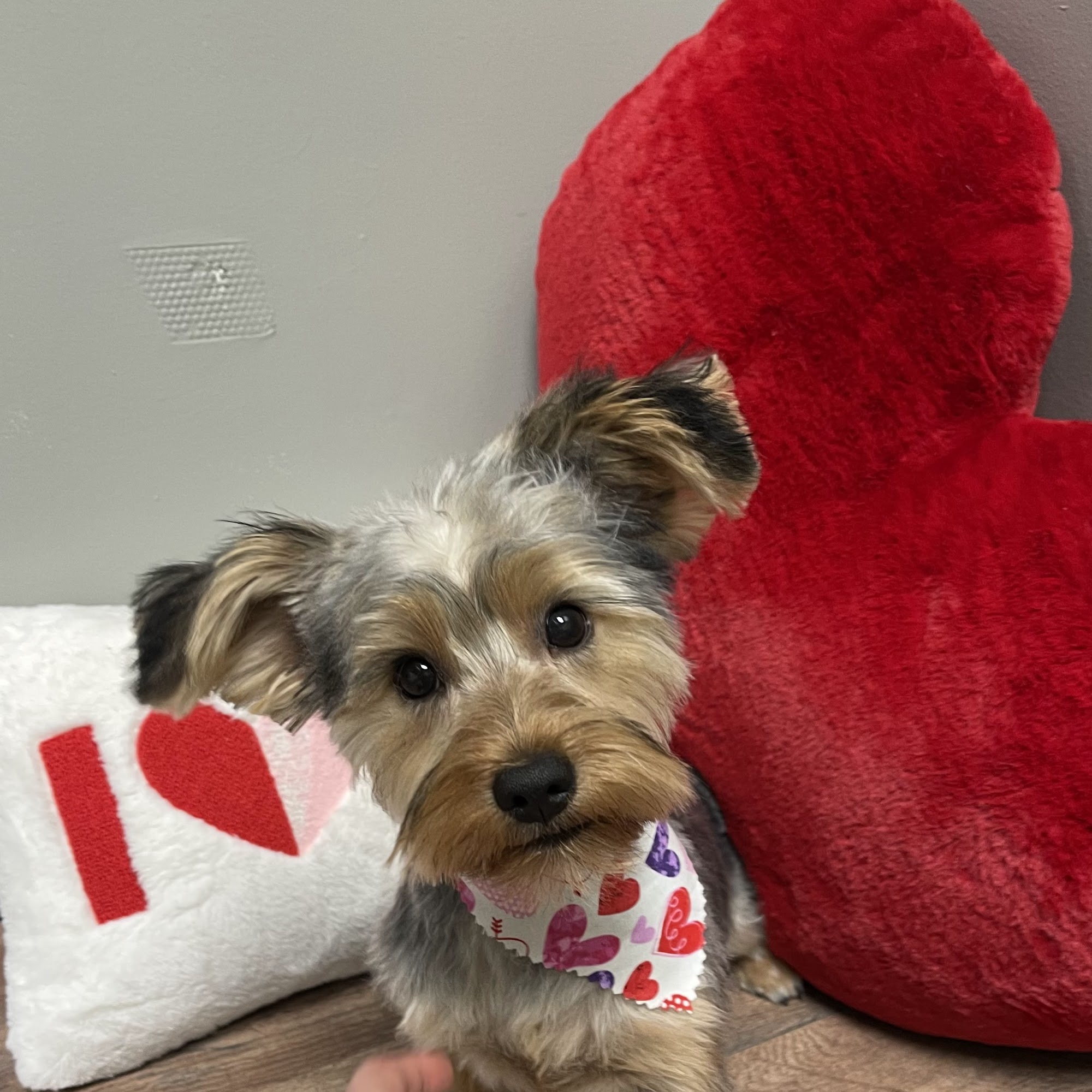 Unleashed Pet Spa Dothan