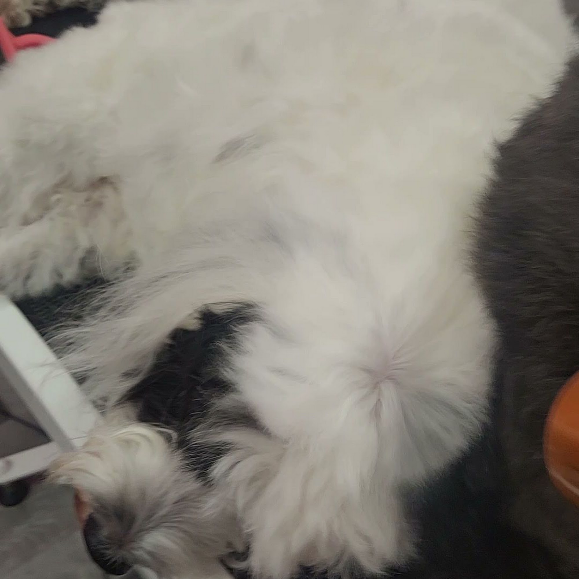 Woof Gang Bakery & Grooming Dothan Dothan