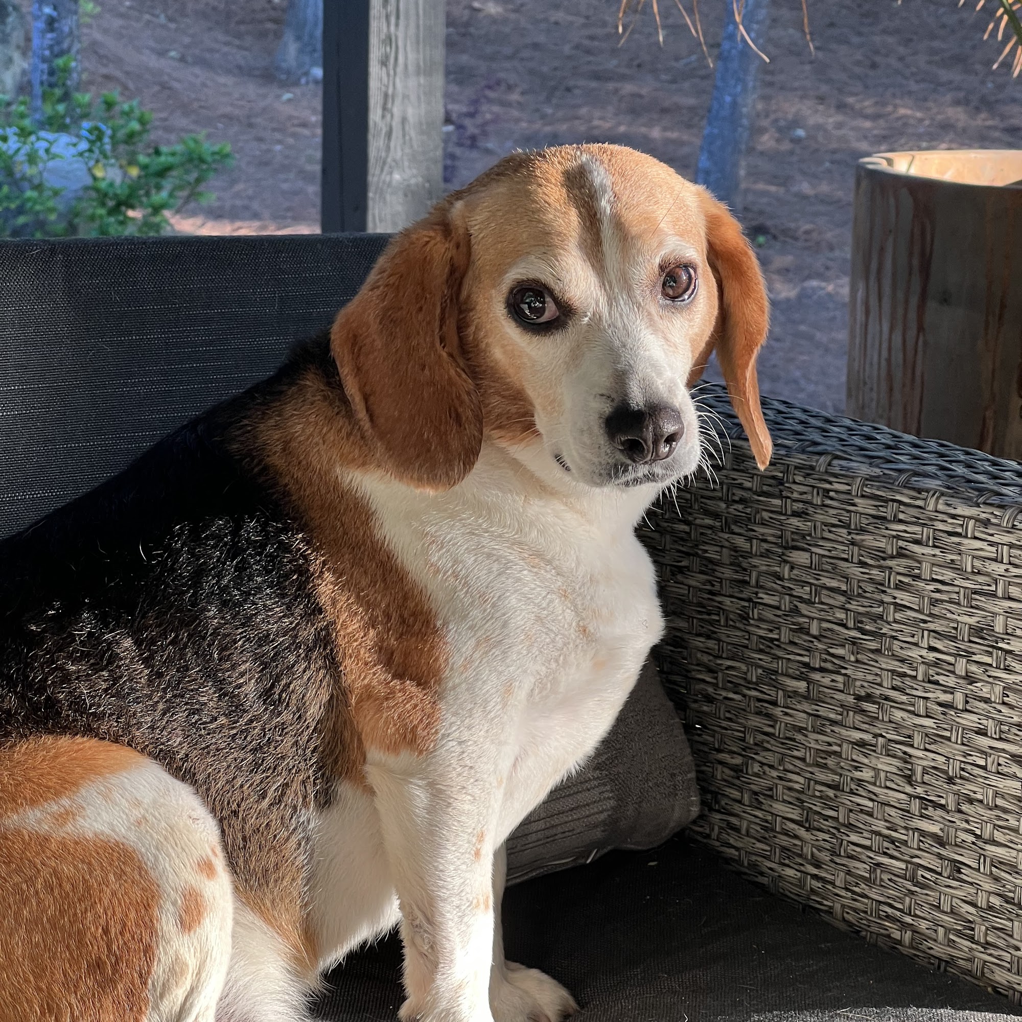 Kowaliga Whole Health Pet Care Eclectic