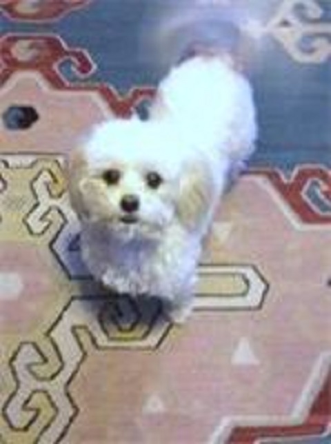 Mason's Mongrel's Dog Training & Kennel's Elberta