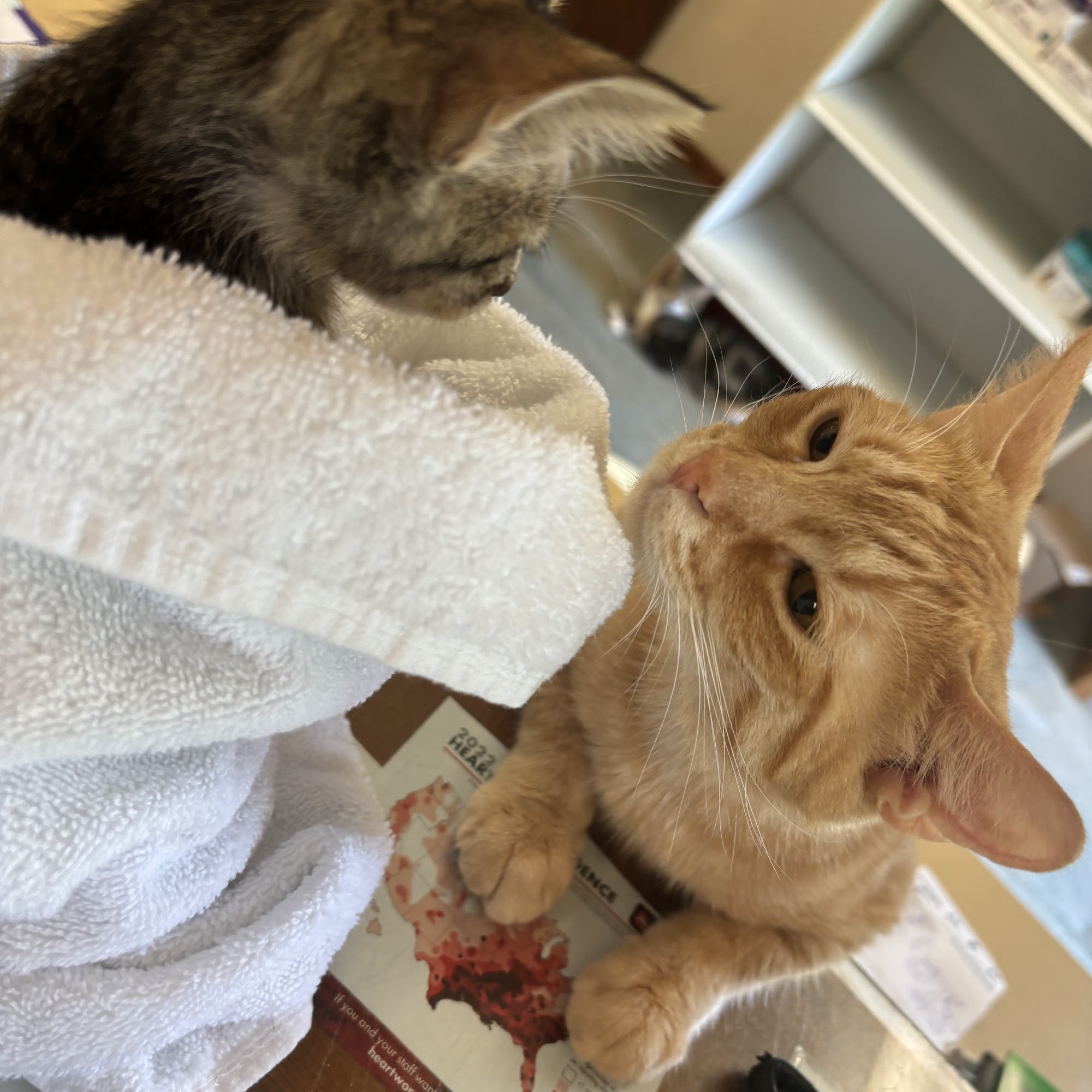 Colony Veterinary Hospital Enterprise