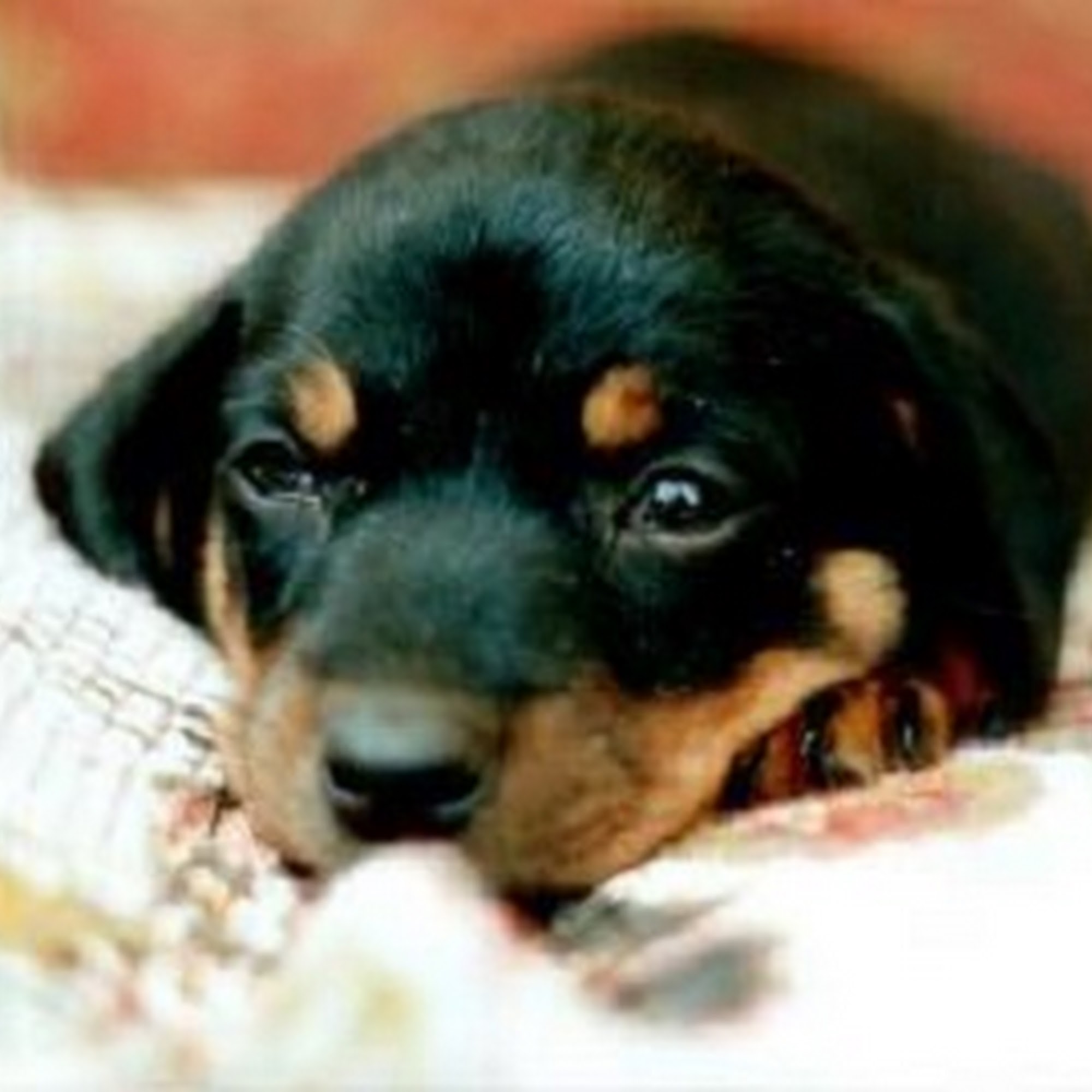 Animal Health Center Enterprise