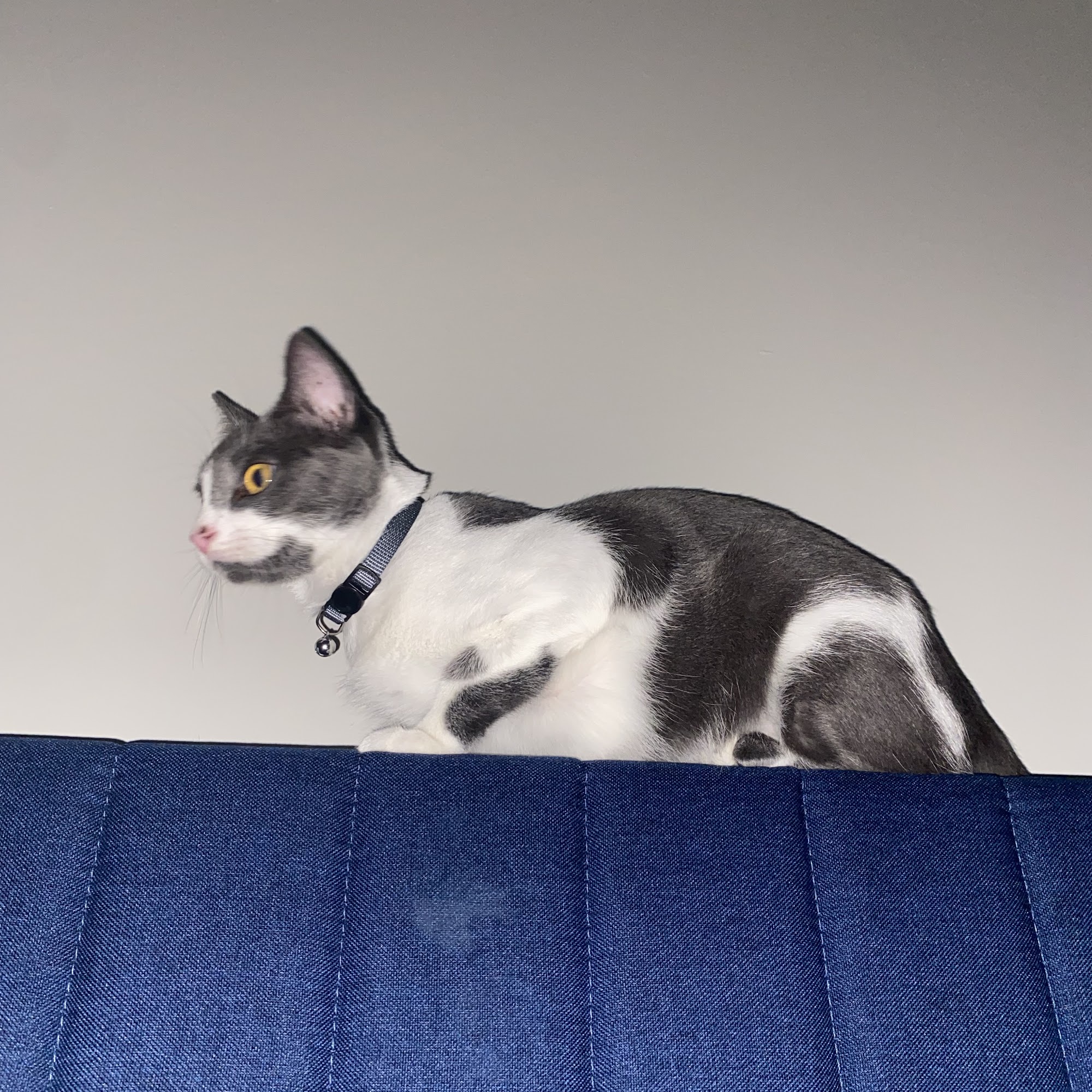 SOS Animal Shelter Enterprise