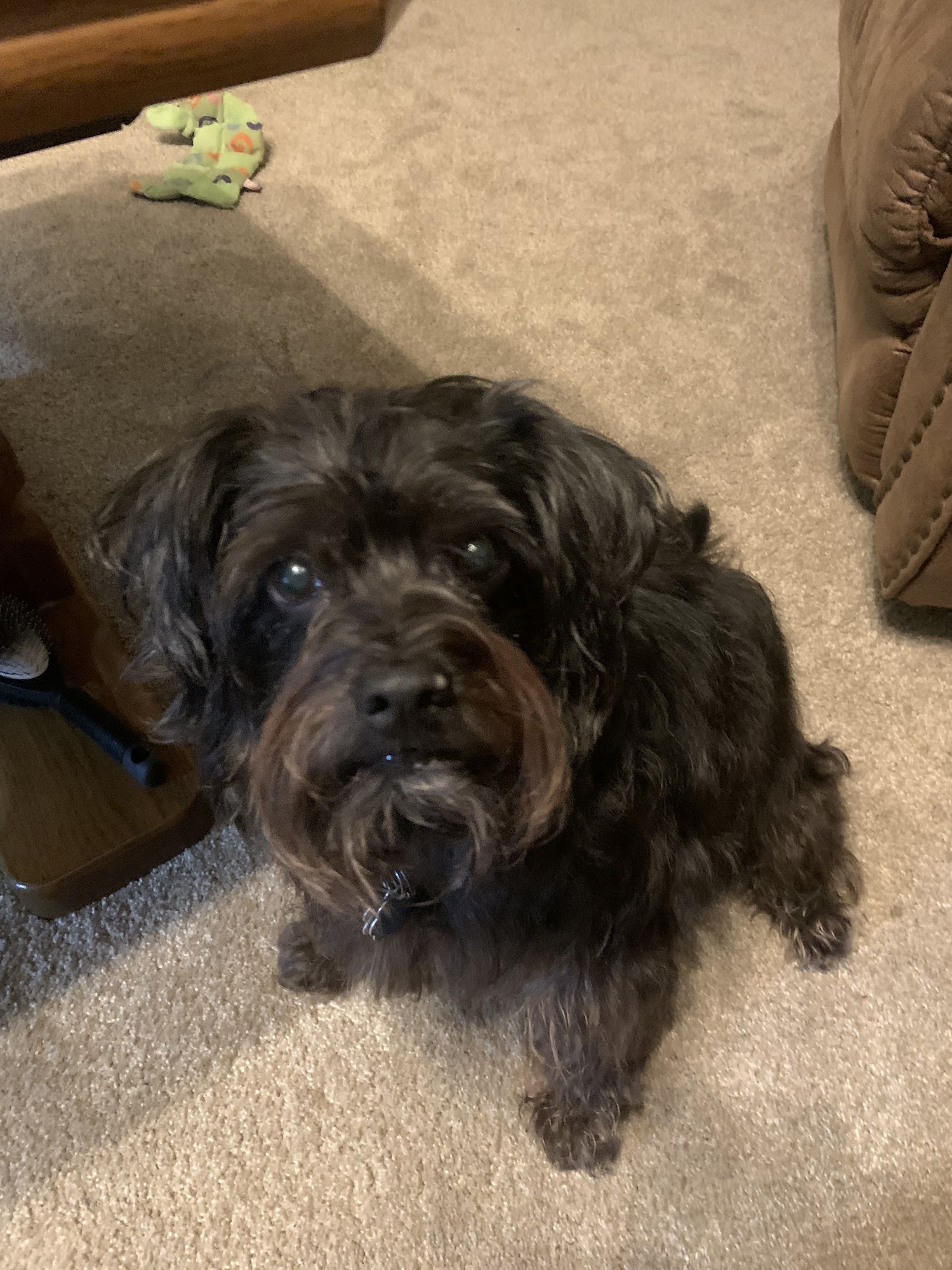 Pet Grooming by CeCe Enterprise