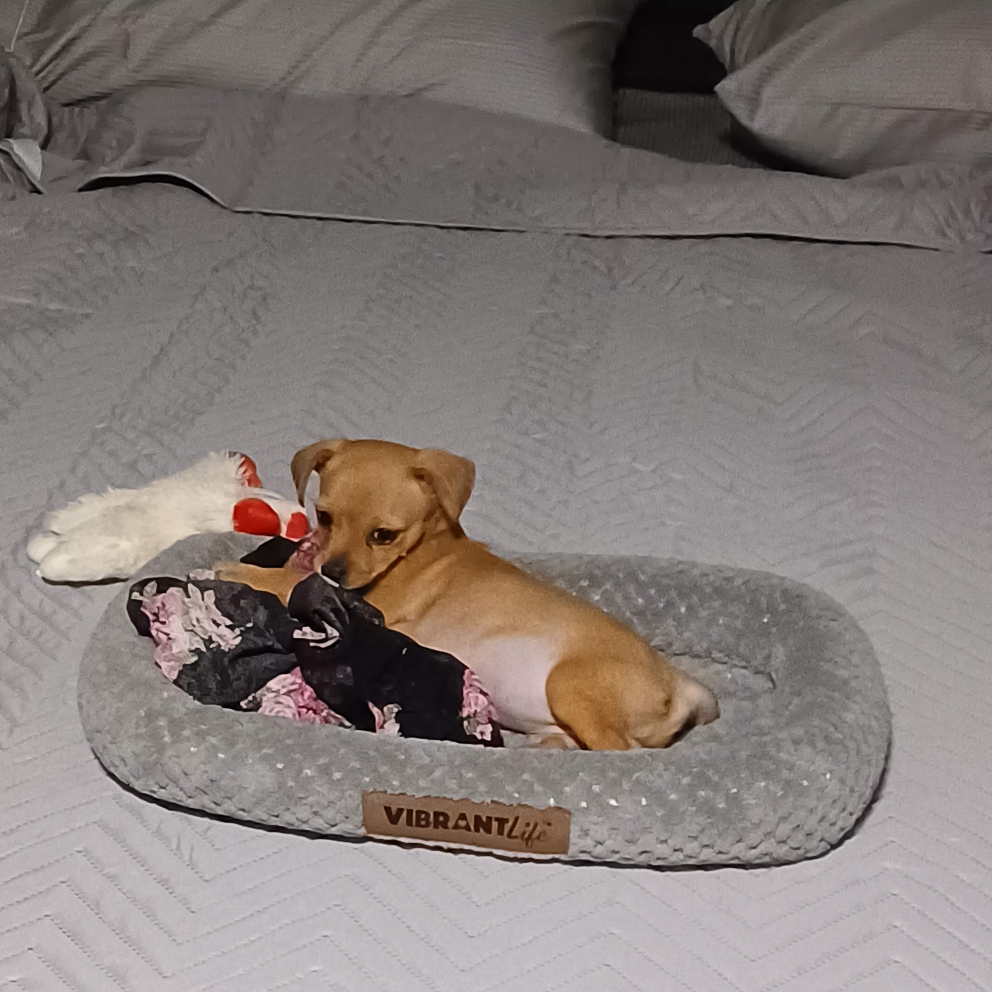 Kline Veterinary Clinic Eufaula