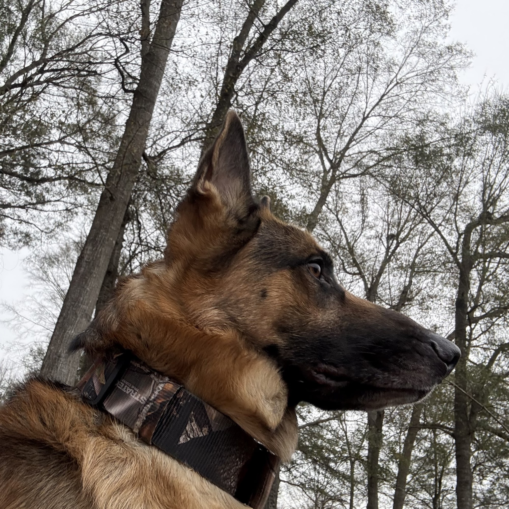 Evergreen Veterinary Hospital Evergreen