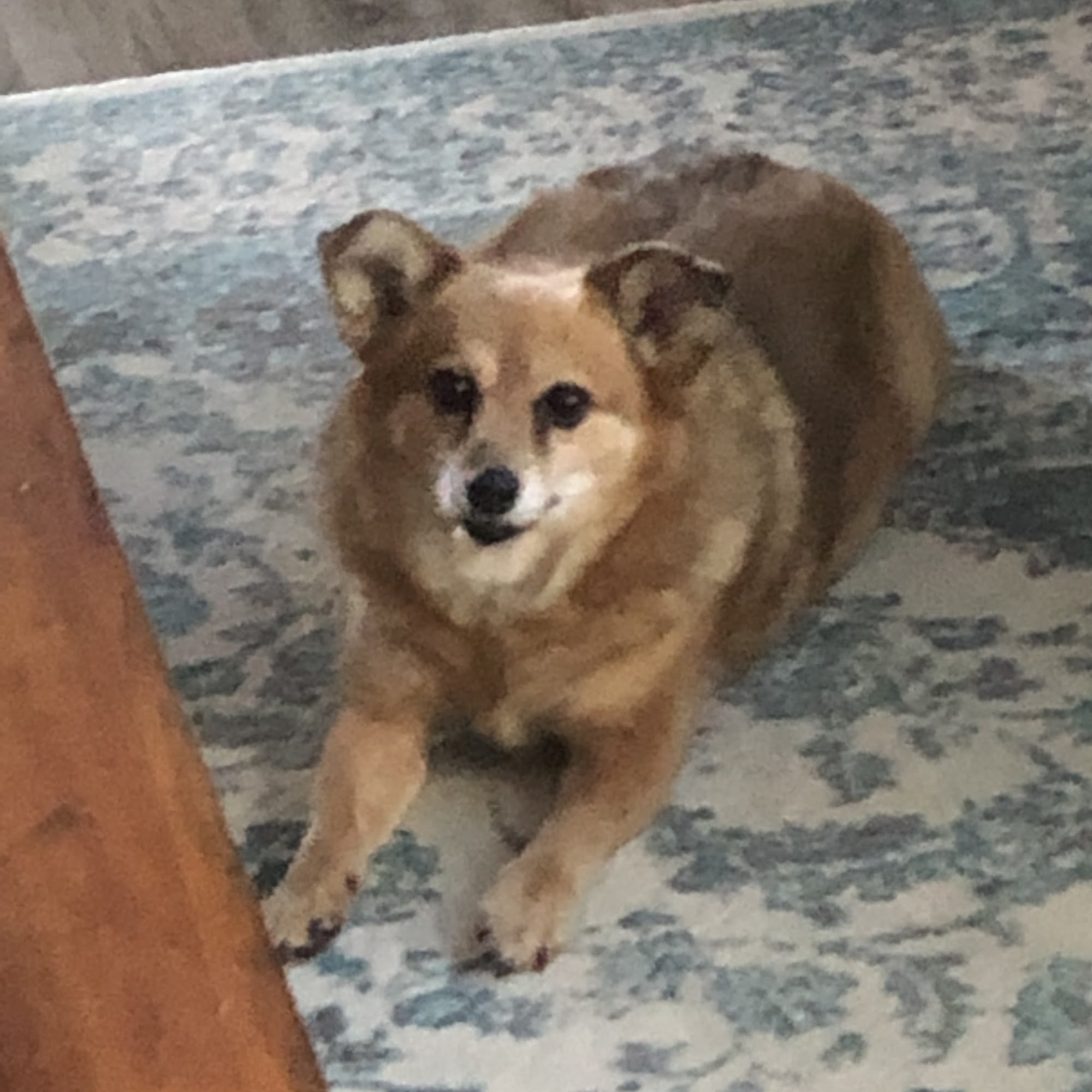 Bay Animal Clinic Fairhope