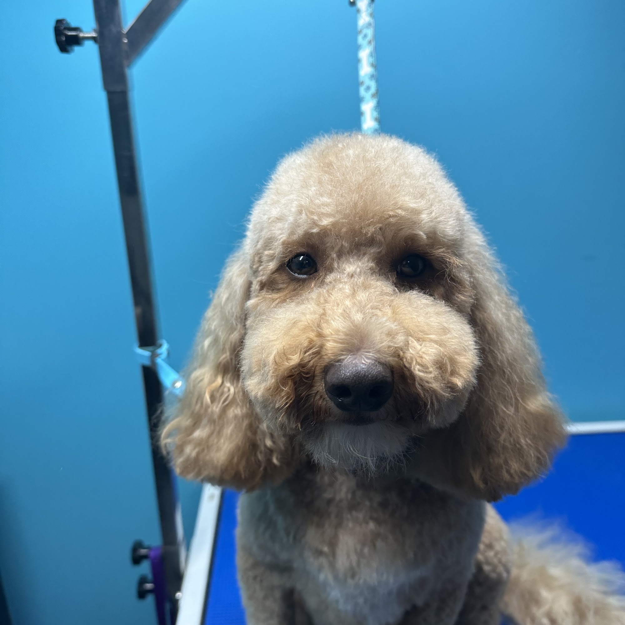 Give A Dog A Bone Fairhope