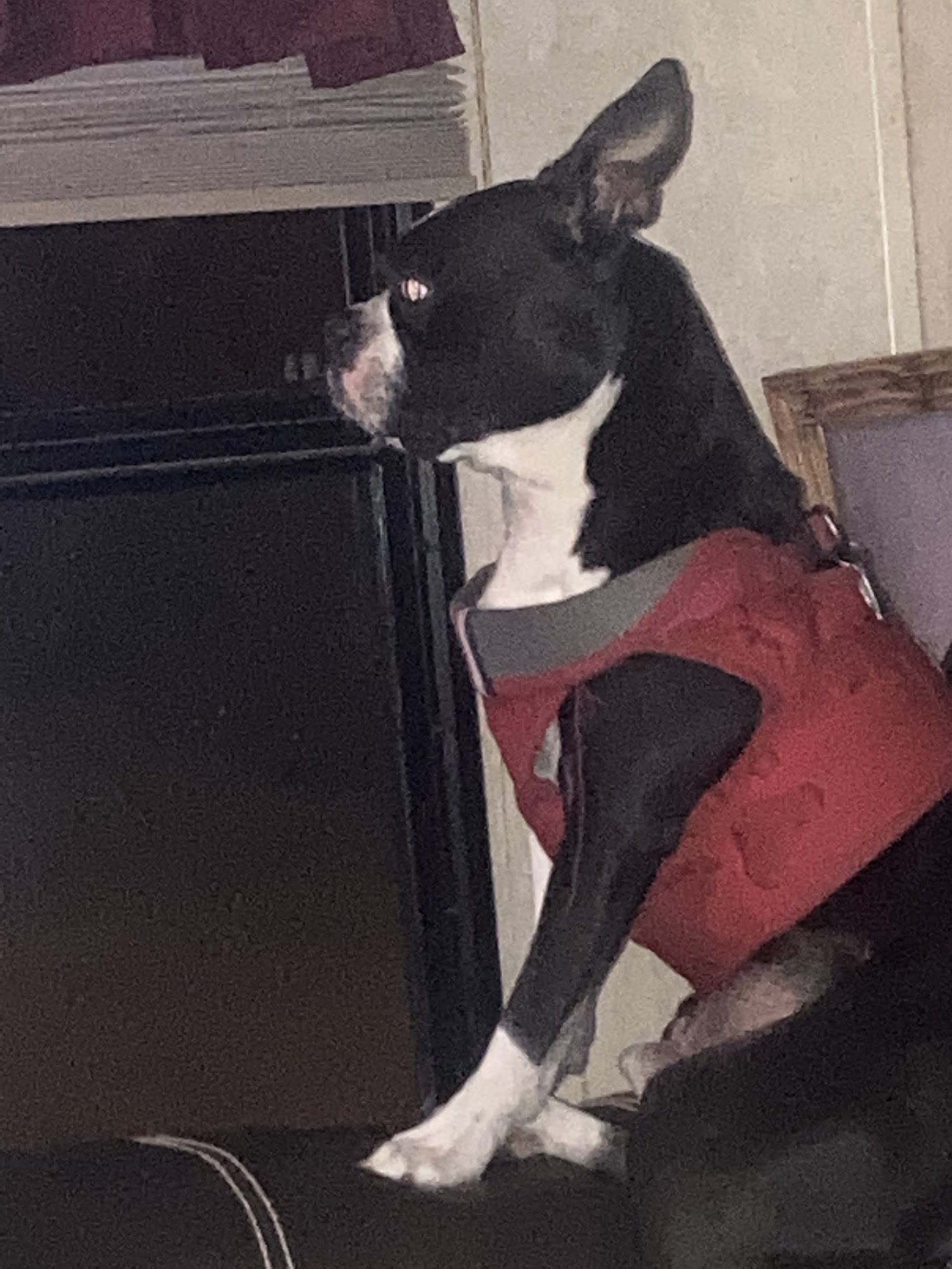 Thompson Animal Hospital Fairhope