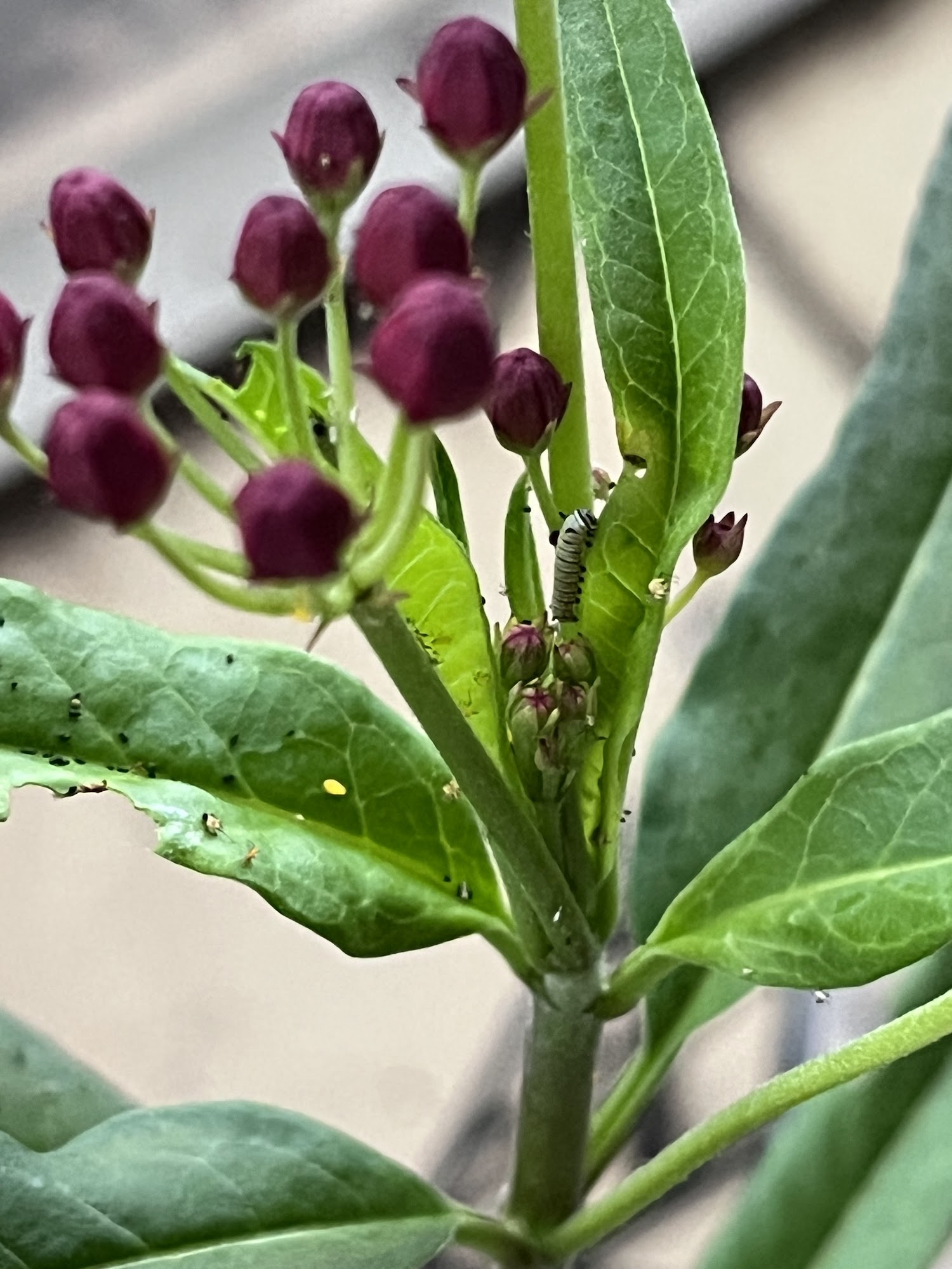 Green Nectar Gardens Fairhope