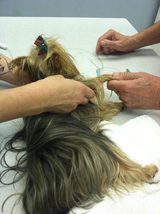 Fisher Animal Hospital Florence