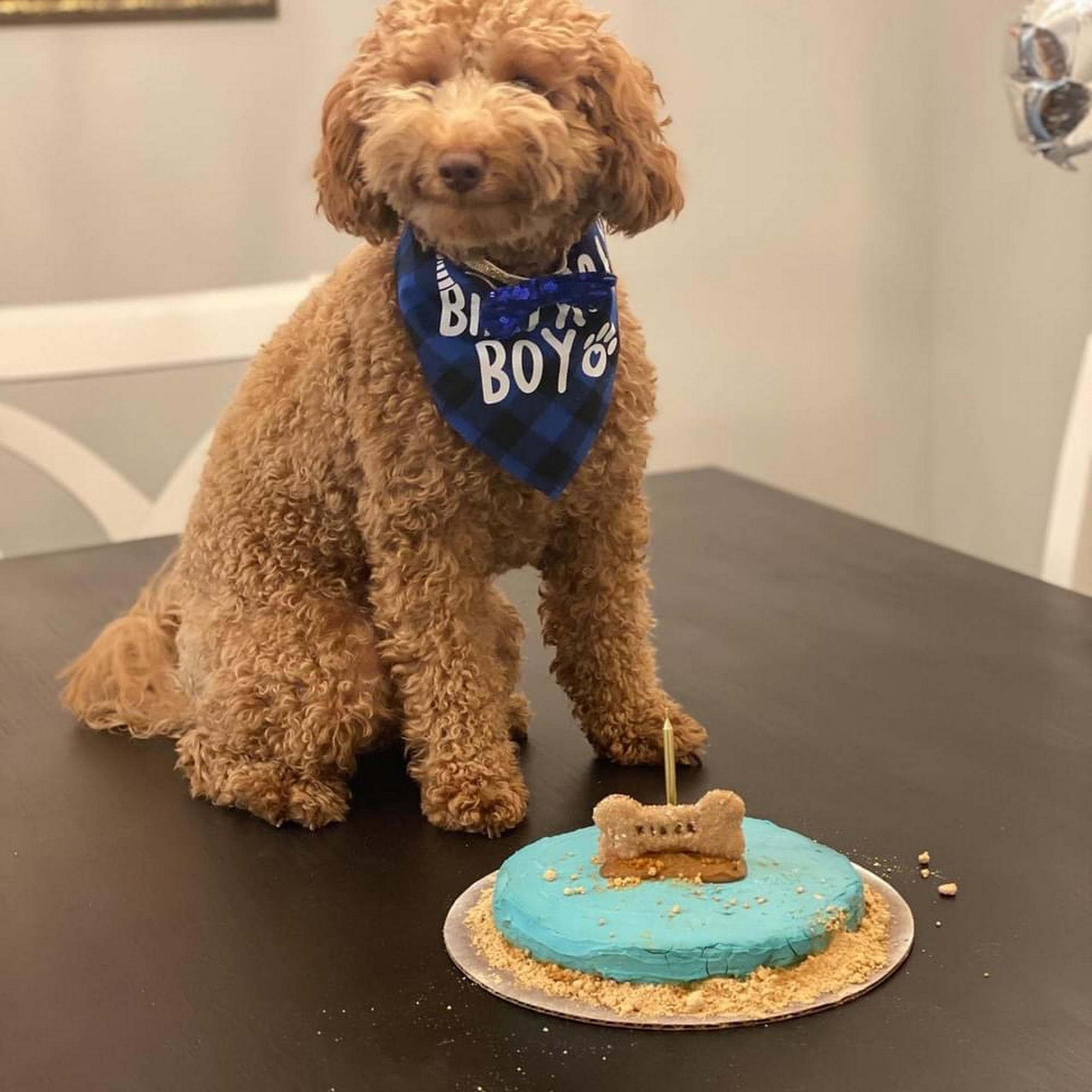 Lucky Dog by Barktown Florence