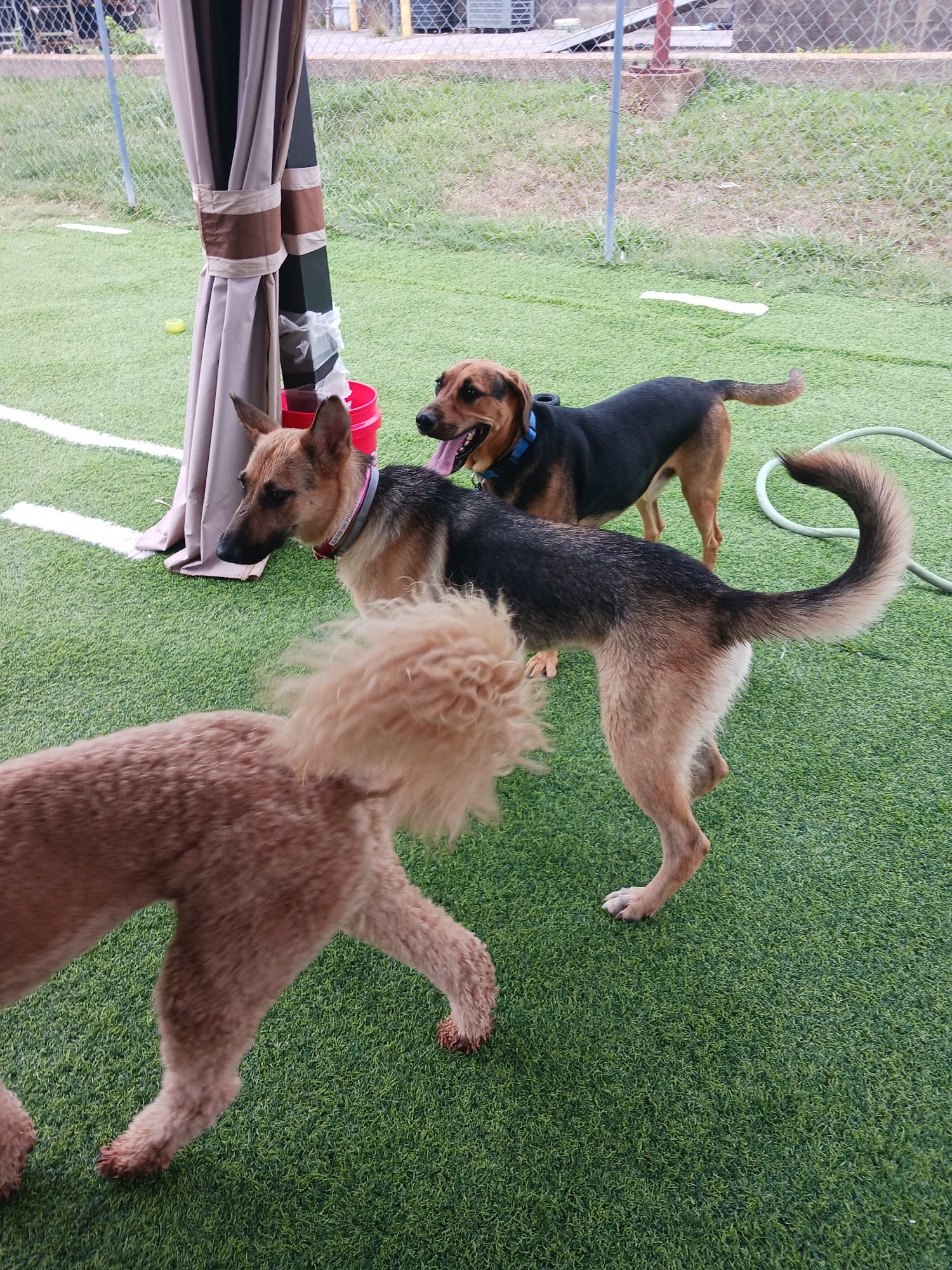 The Collar Club LLC Florence