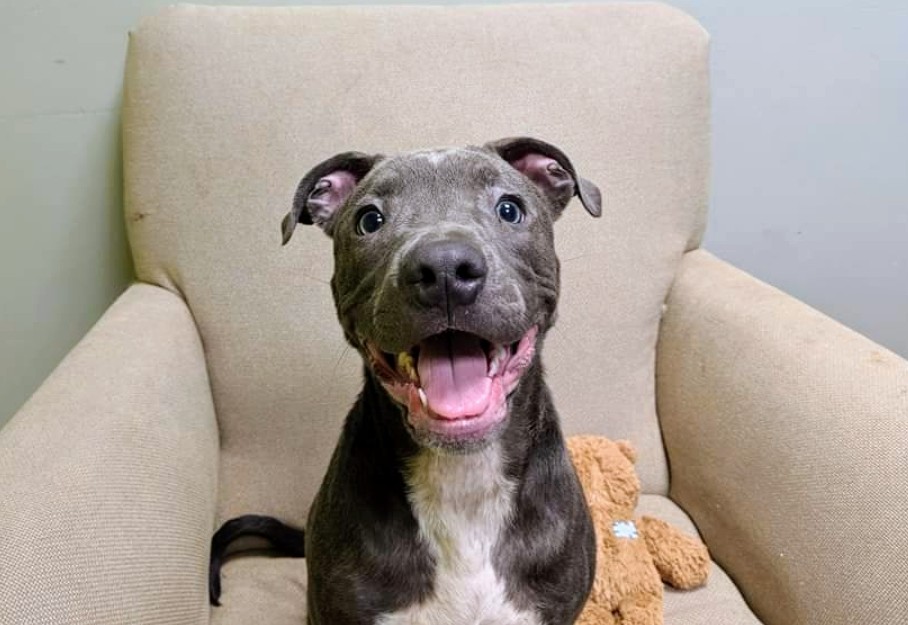 Florence Lauderdale animal services Florence