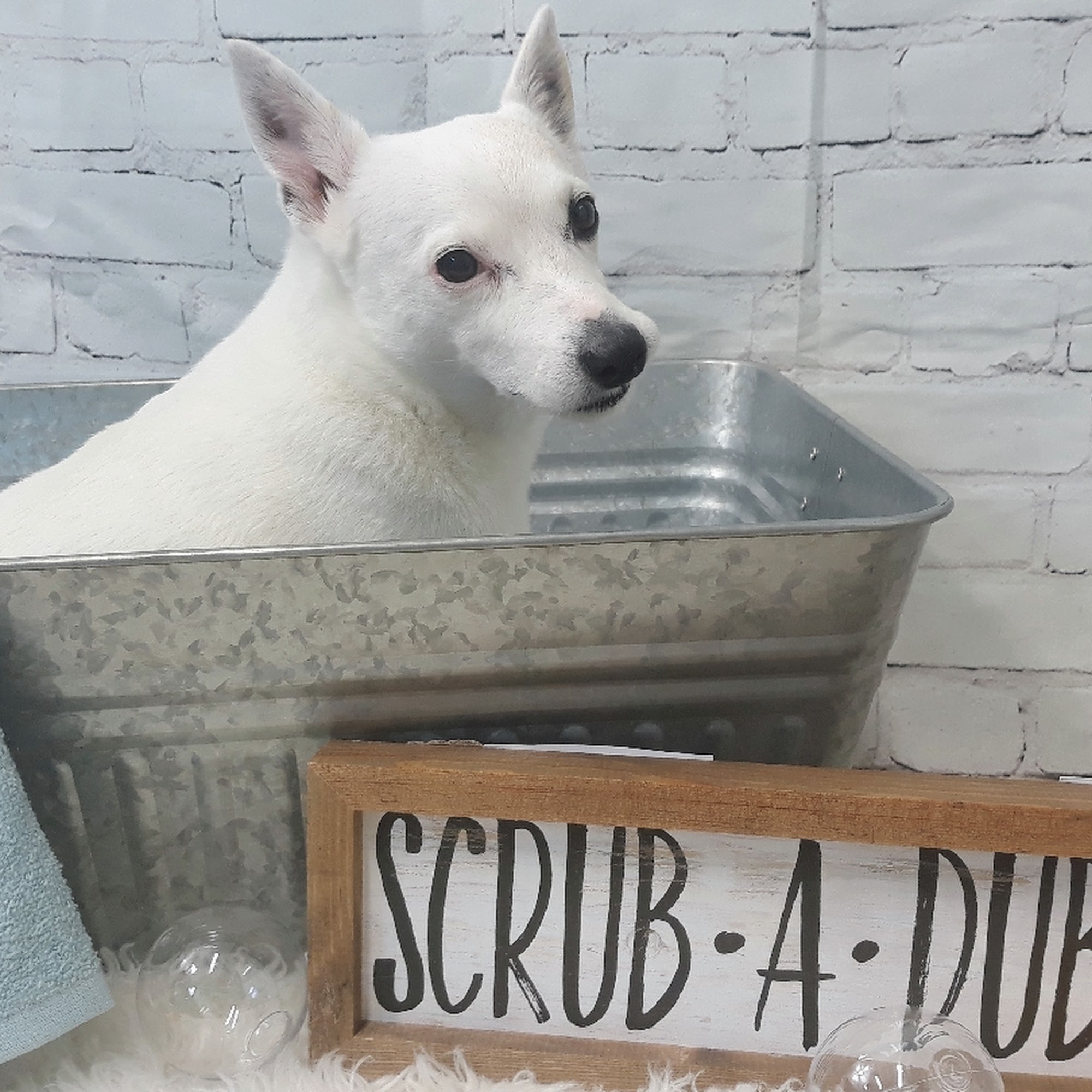 Wags to Whiskers Dog Grooming Florence