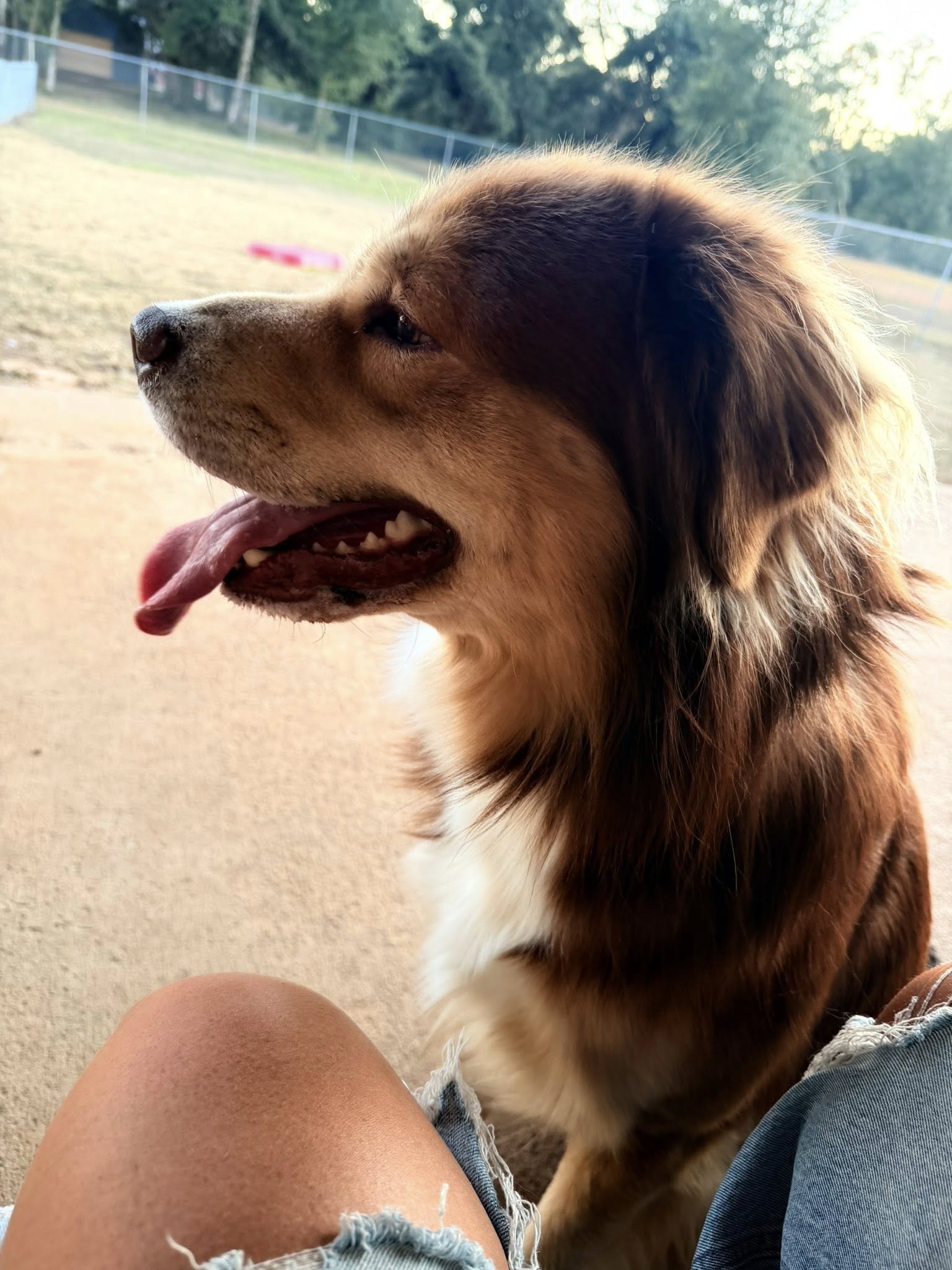 Coastal Pet Resort Foley