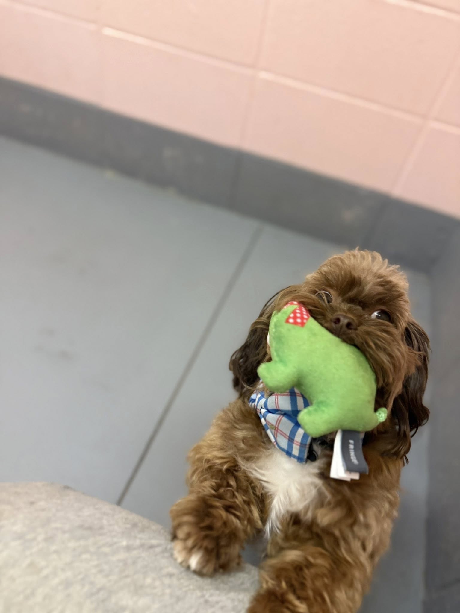 Coastal Pet Resort Foley