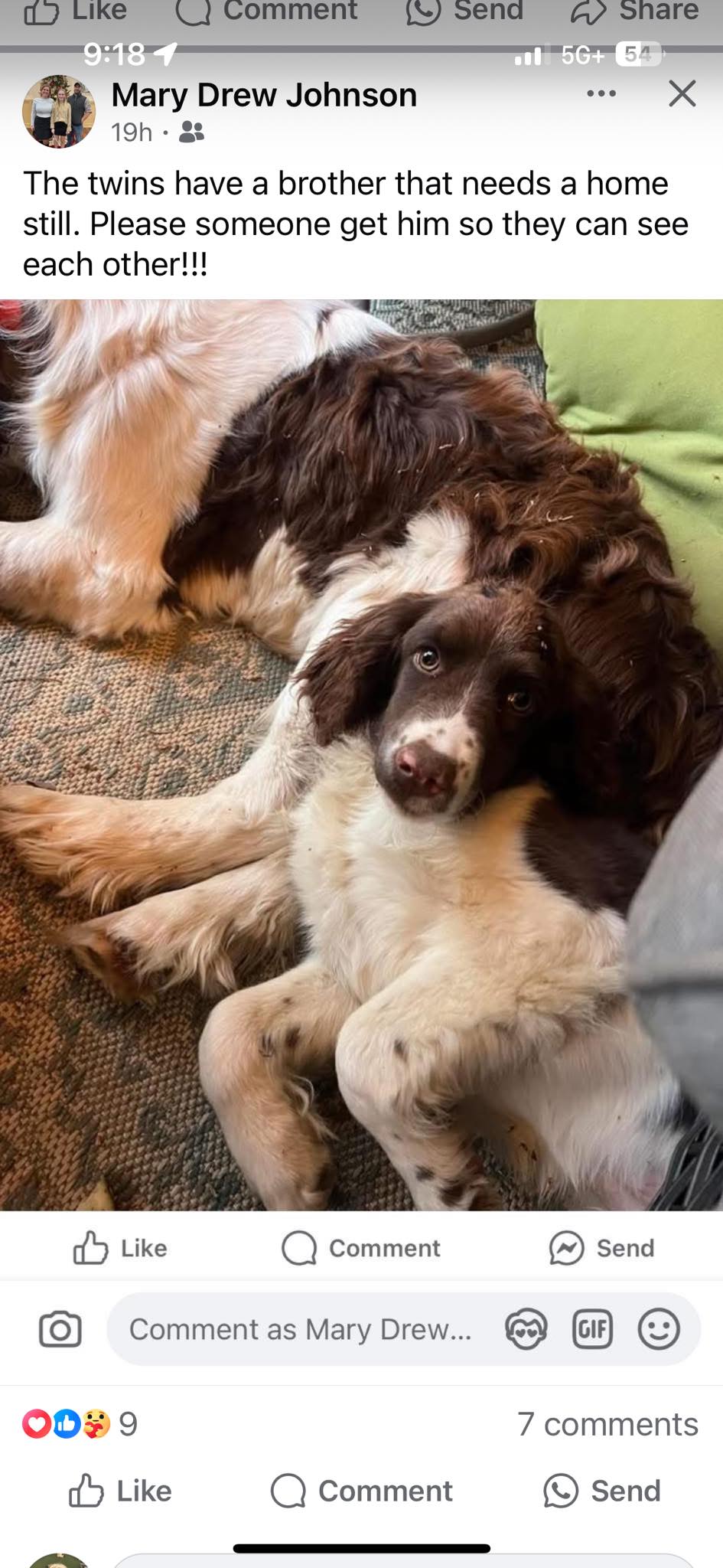 Happy Tails Pet Grooming Foley