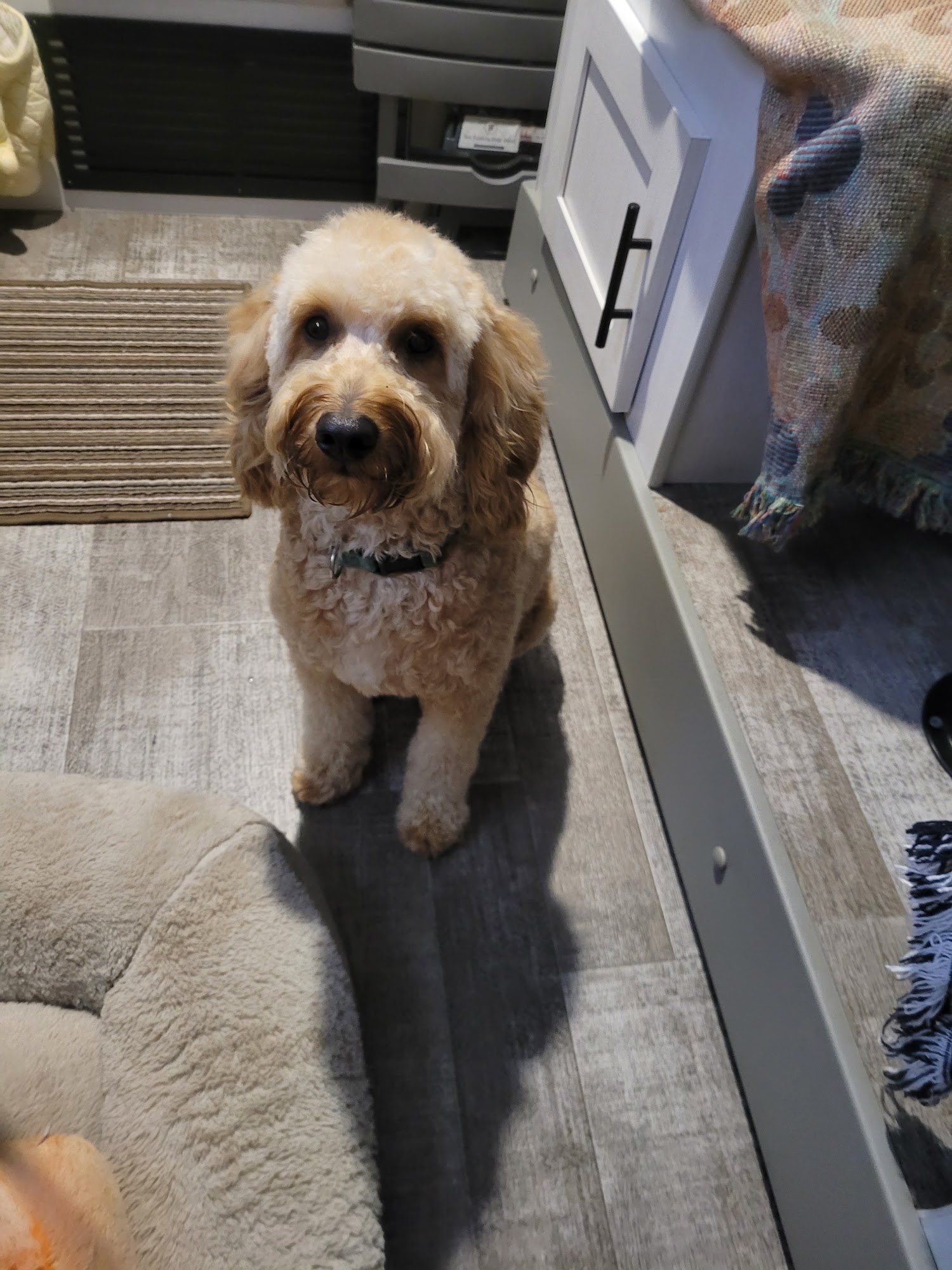 Kandie's Pampered Pooch Pet Grooming Foley