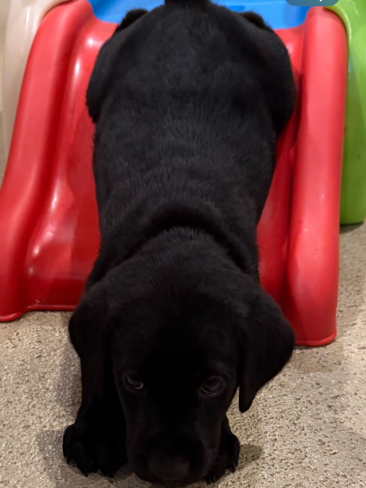 South Alabama Labradors Foley