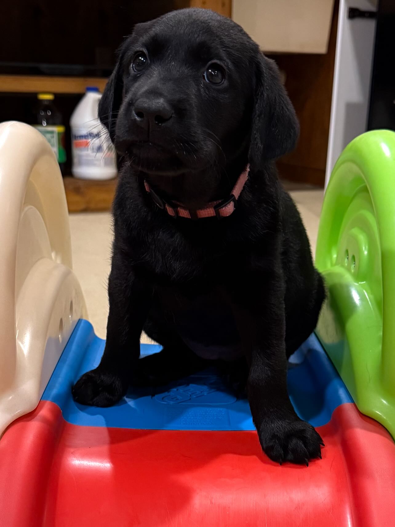 South Alabama Labradors