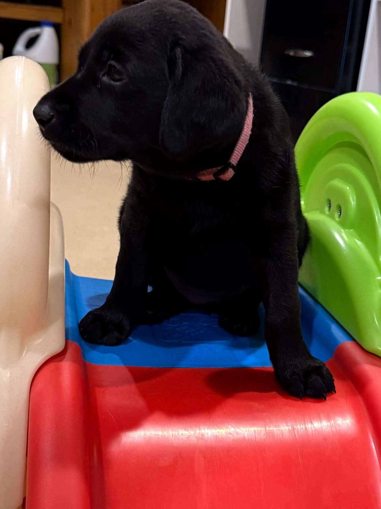 South Alabama Labradors