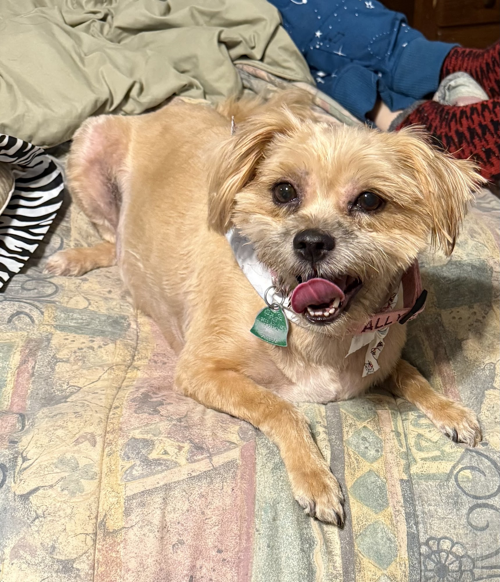 Doggies Choice Grooming Salon Fultondale