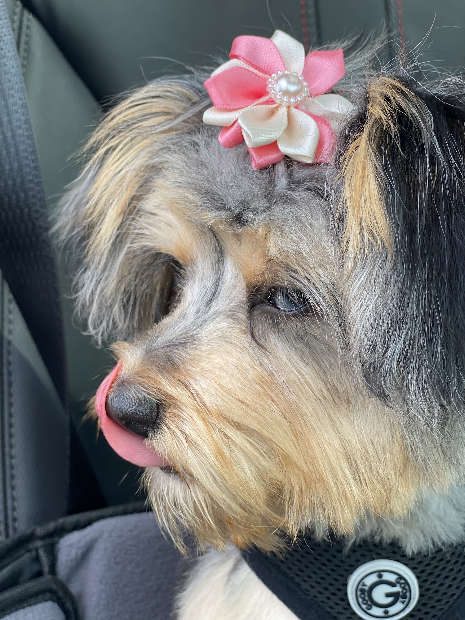 Petco Gadsden