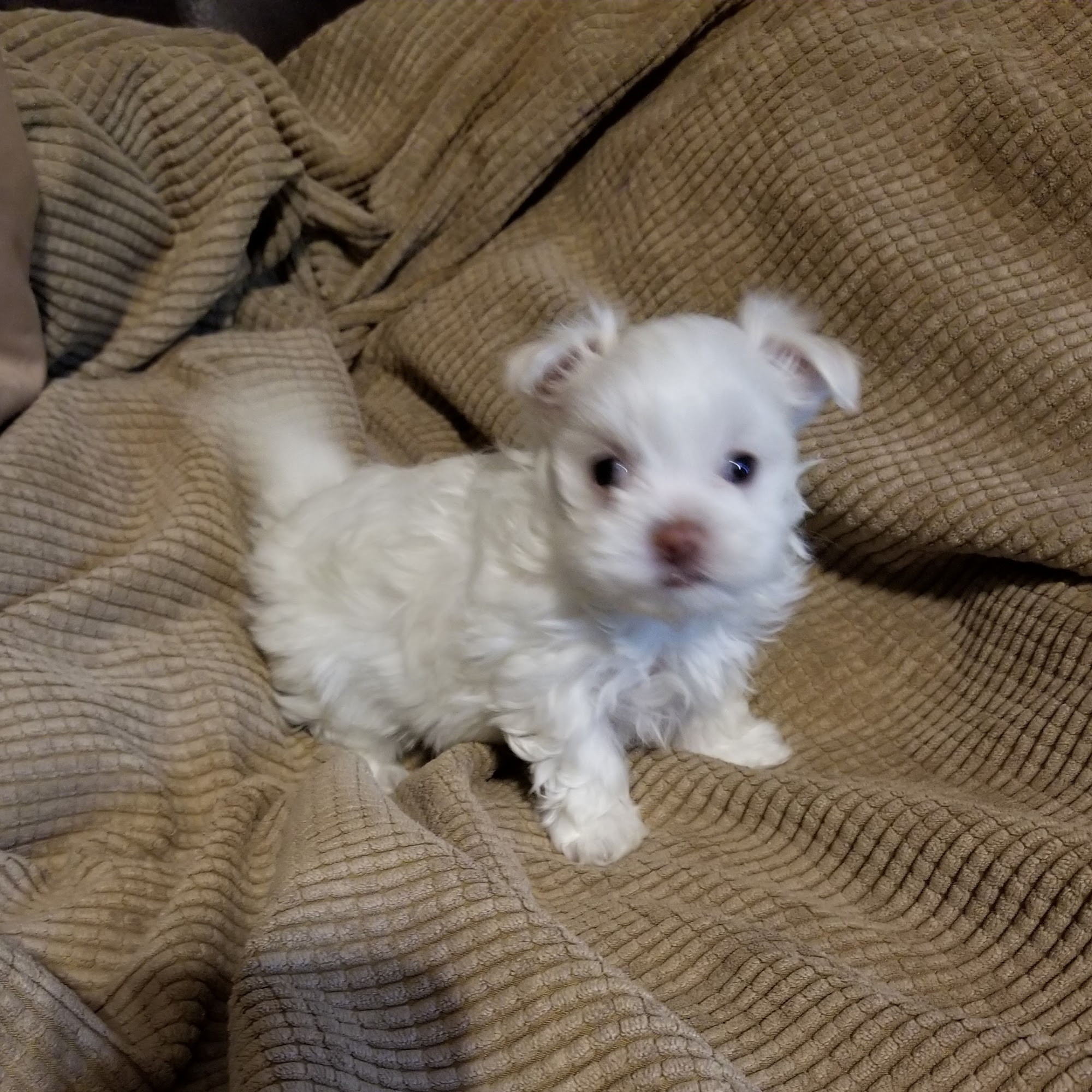 James R Isbell Animal Clinic Gadsden