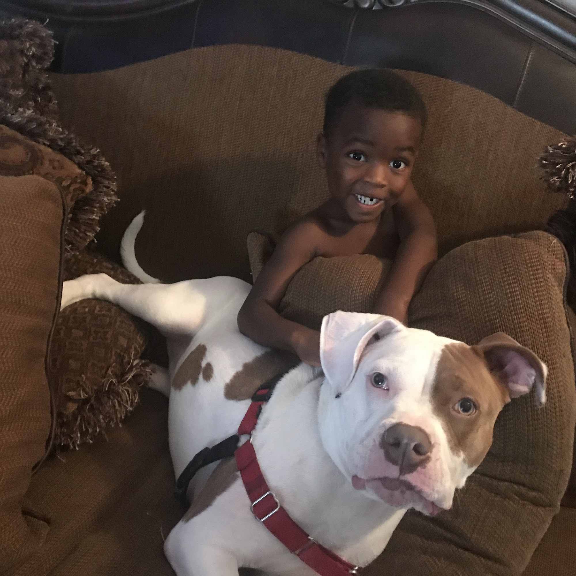 Gadsden Animal Clinic Gadsden