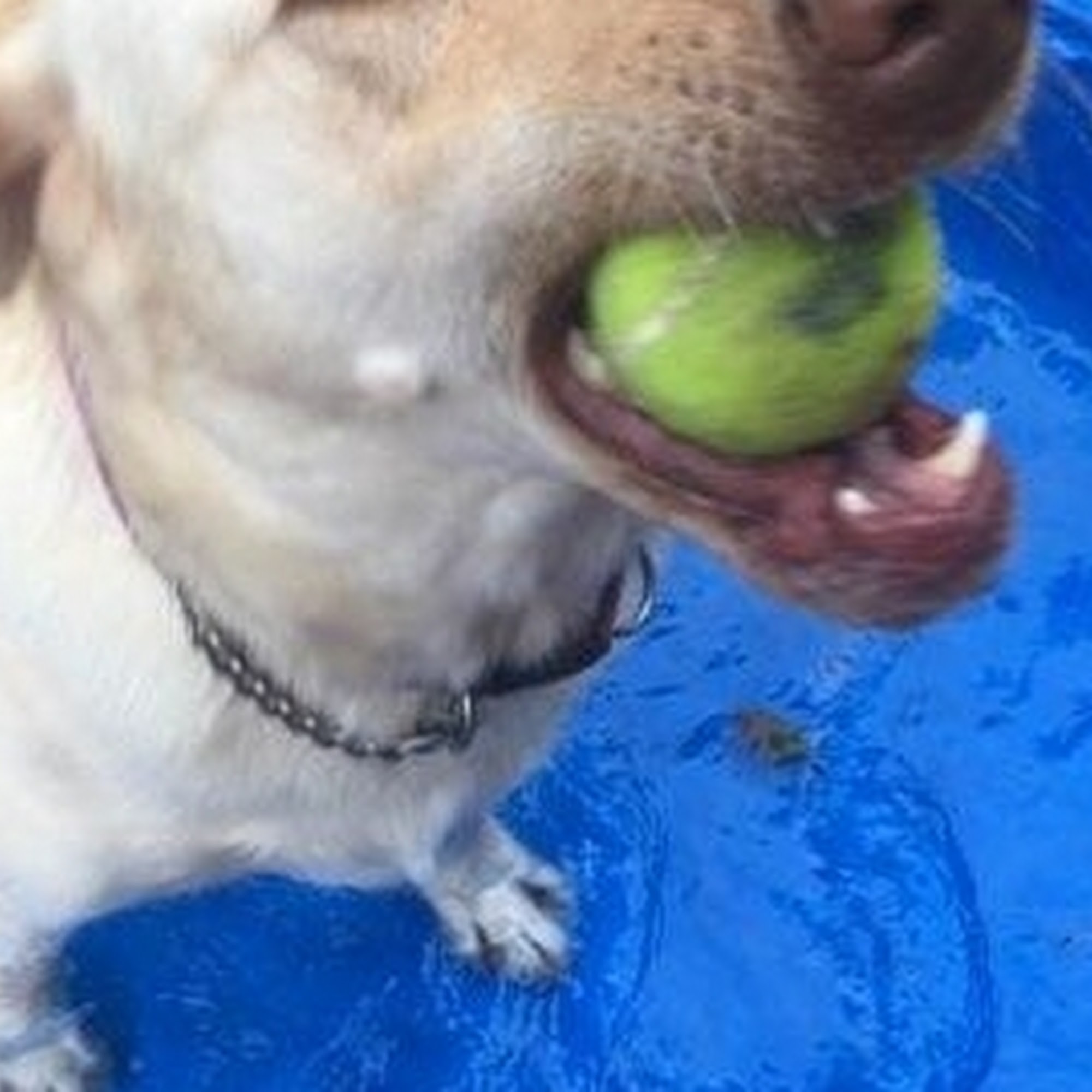 Cedar Ridge Pet Camp, LLC Gadsden