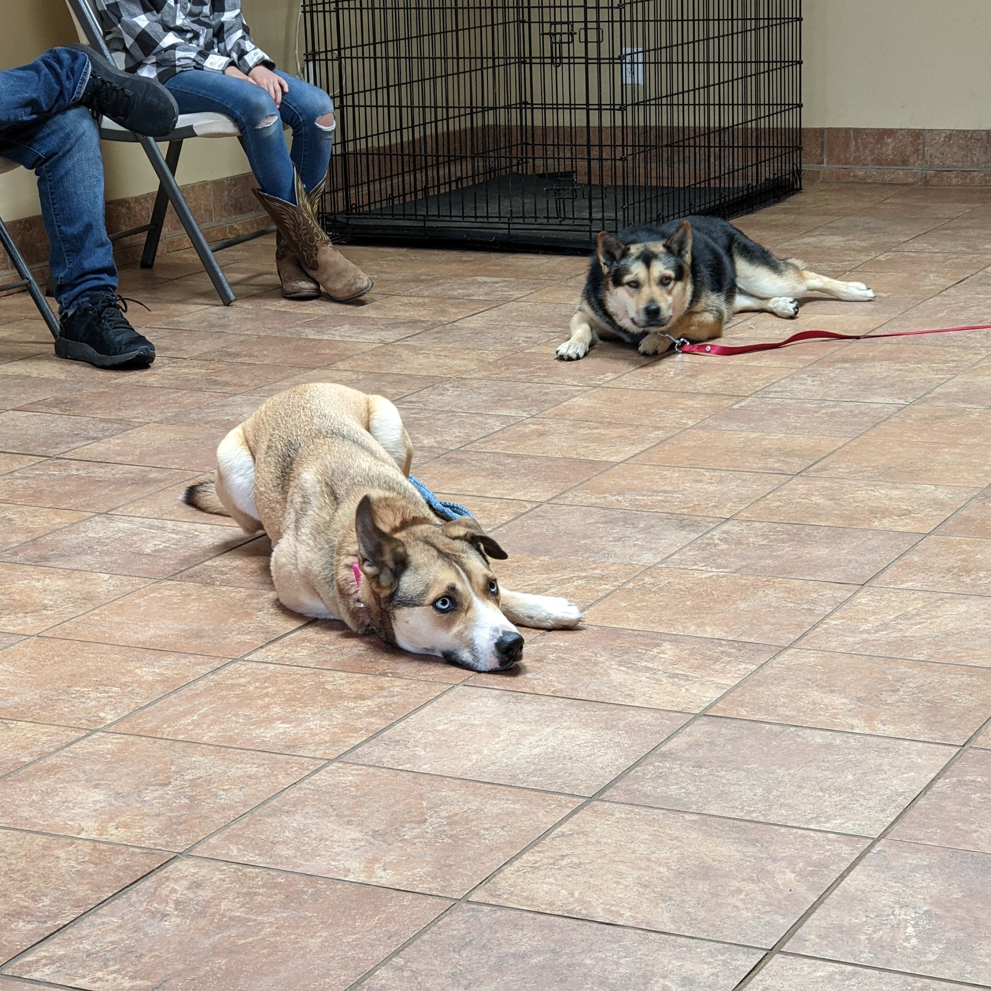 Bethel Kennels 1803 US-431, Gadsden Alabama 35905