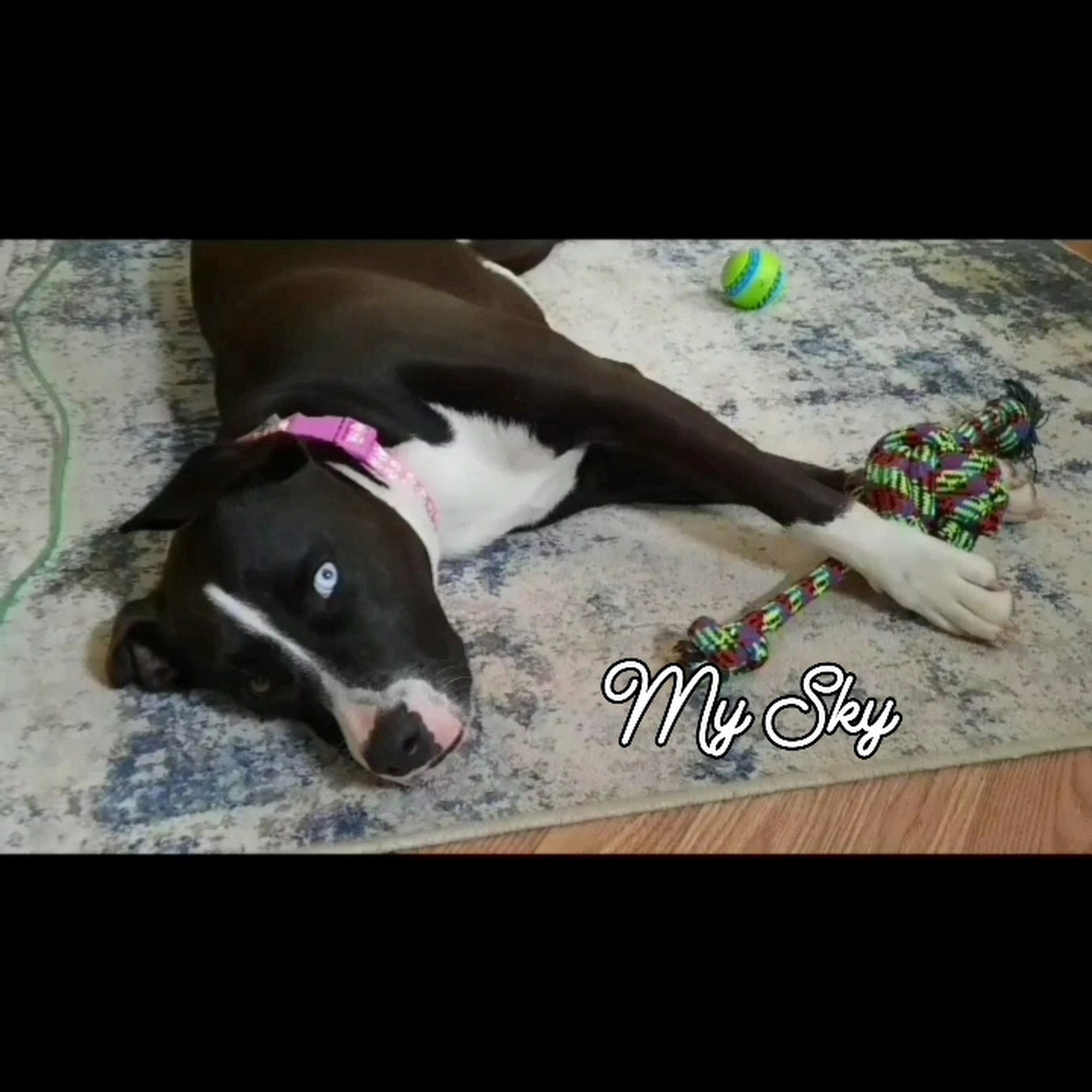 Mercy Animal Hospital Gardendale