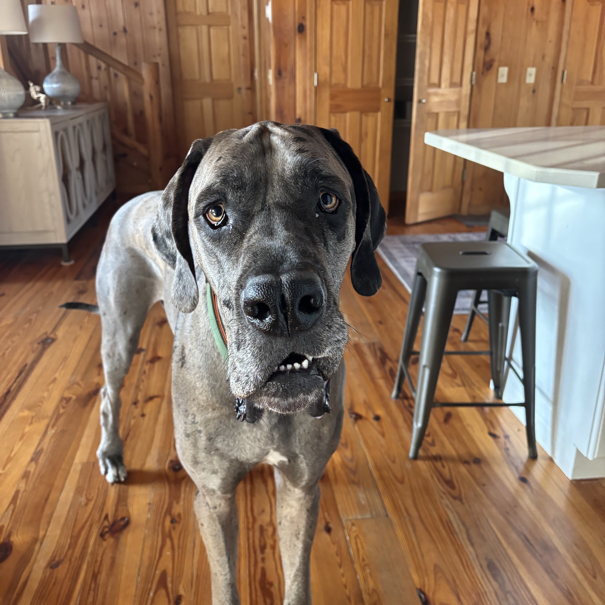 Mercy Animal Hospital: Mc Kim Brandon DVM Gardendale