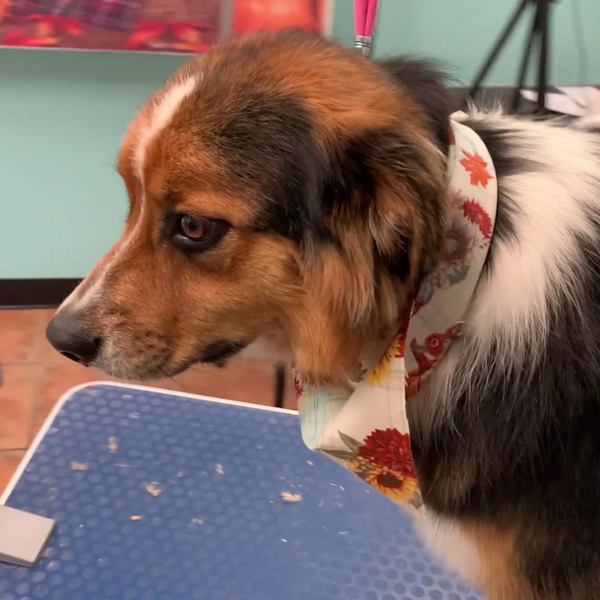 Fluffy Friends llc Gardendale