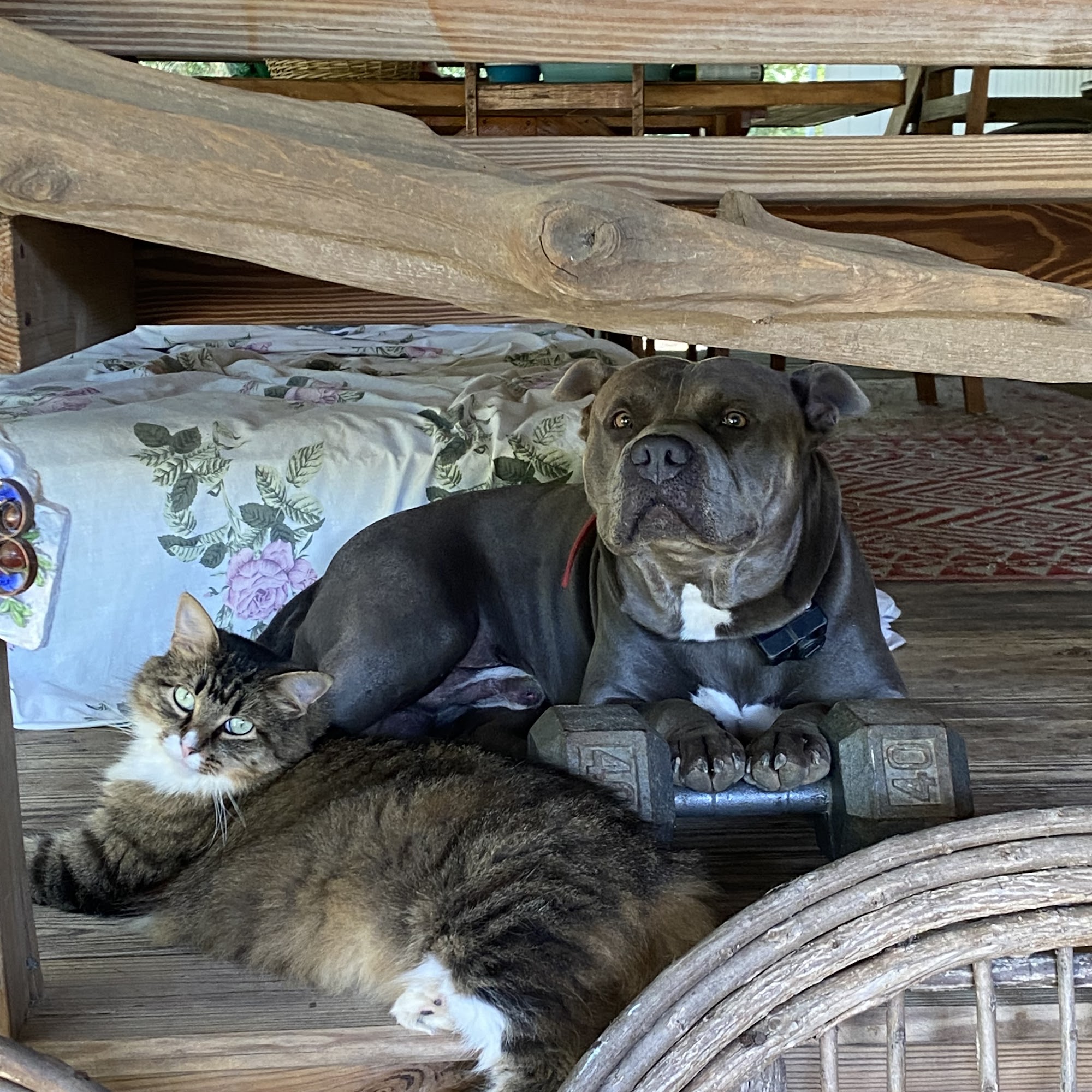 Geneva Animal Hospital Geneva