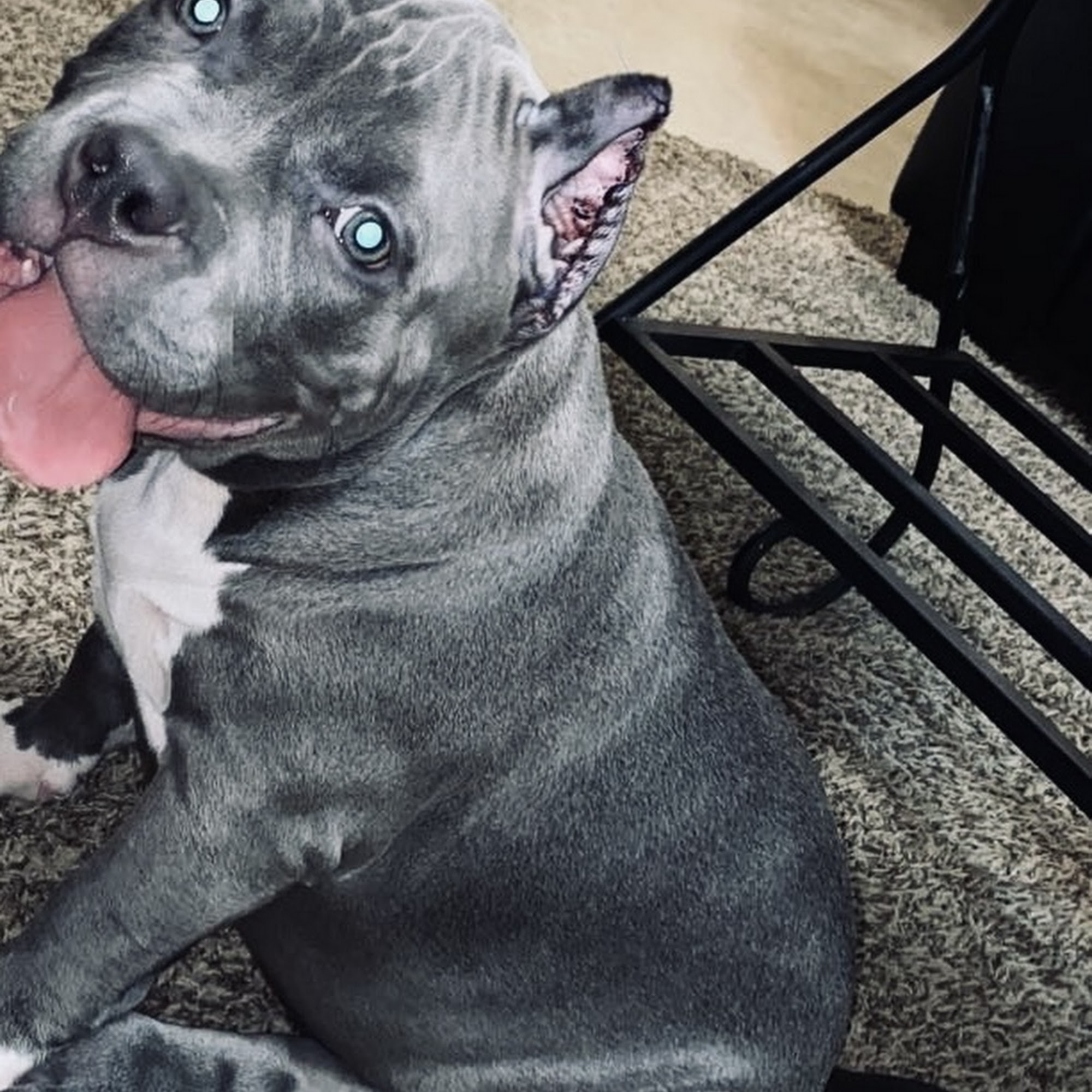 Payne Animal Clinic Greensboro