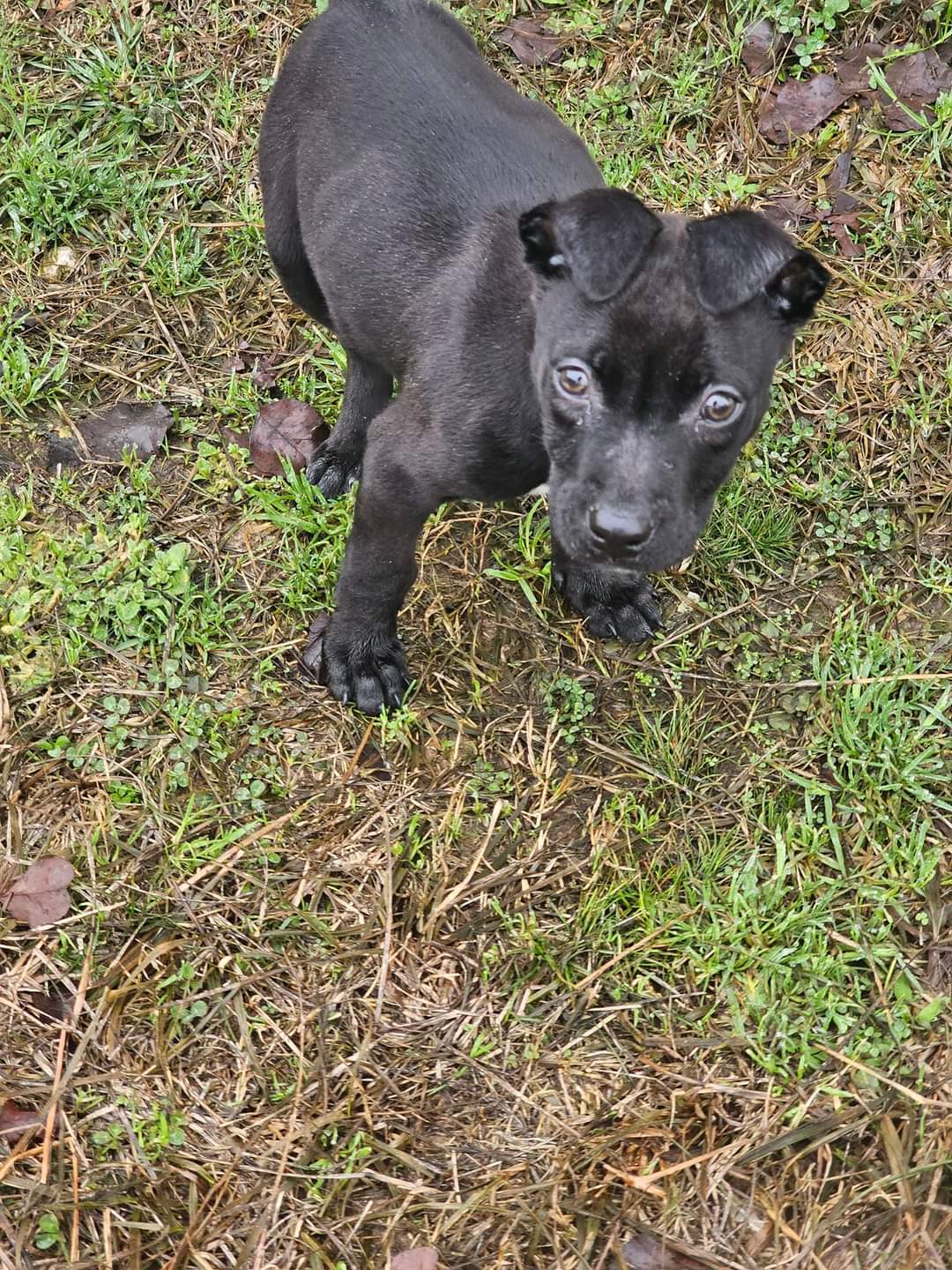 Hale County Animal Shelter Greensboro