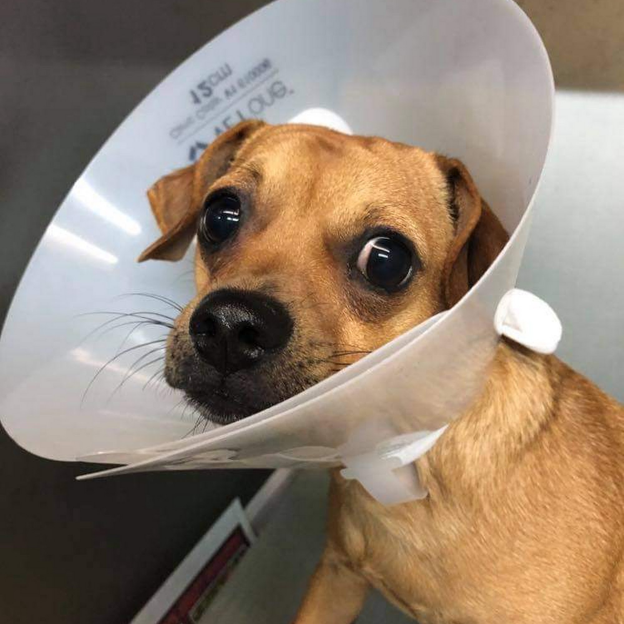 Clay Hill Animal Clinic Greenville