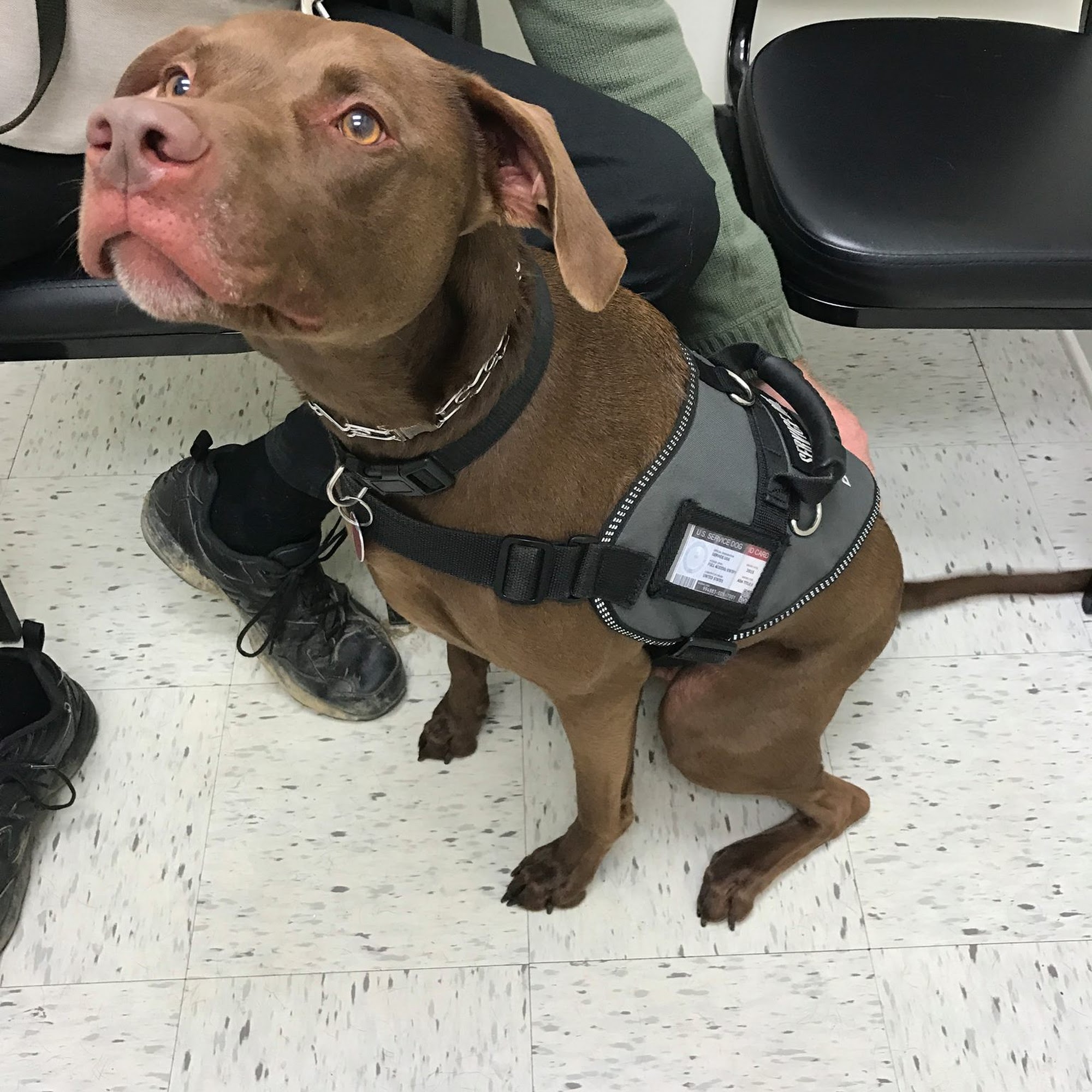 Lake Guntersville Veterinary Services Guntersville