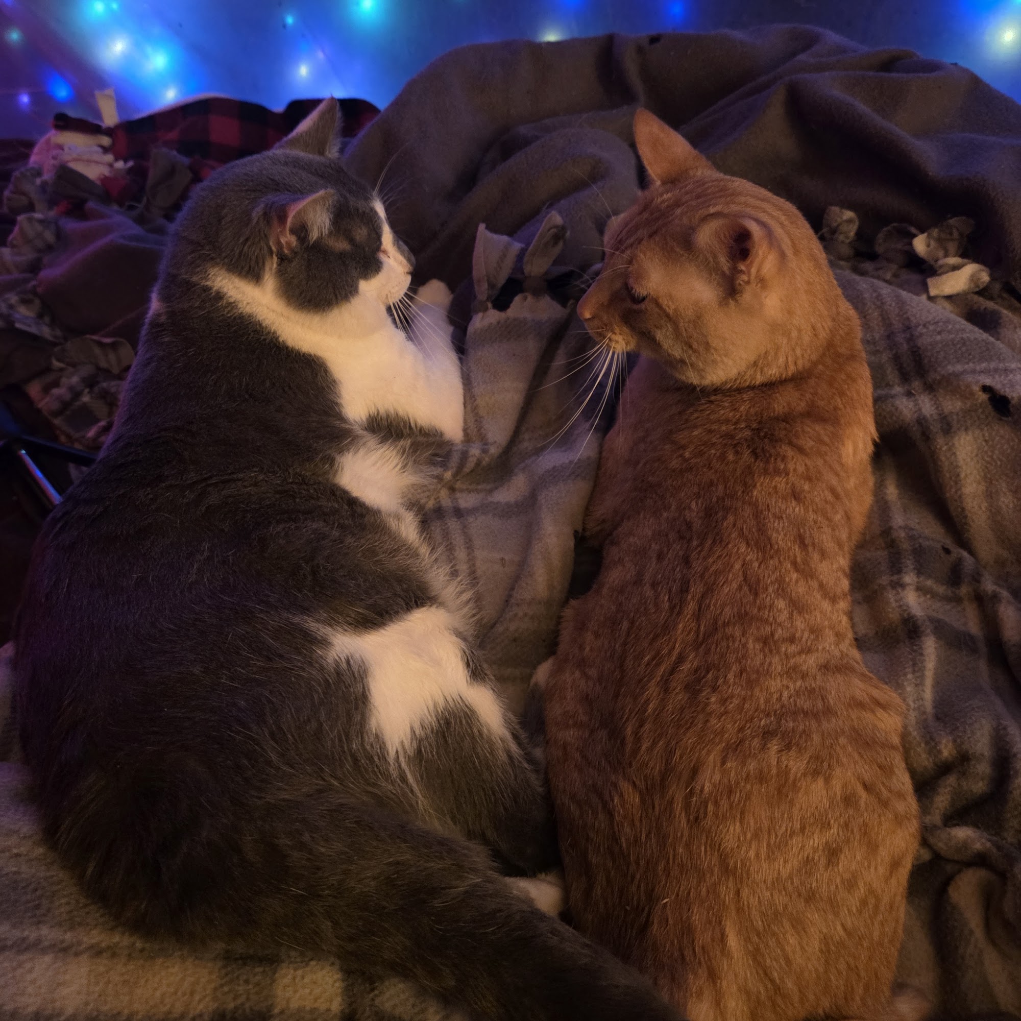 Spring Creek Animal Clinic Guntersville